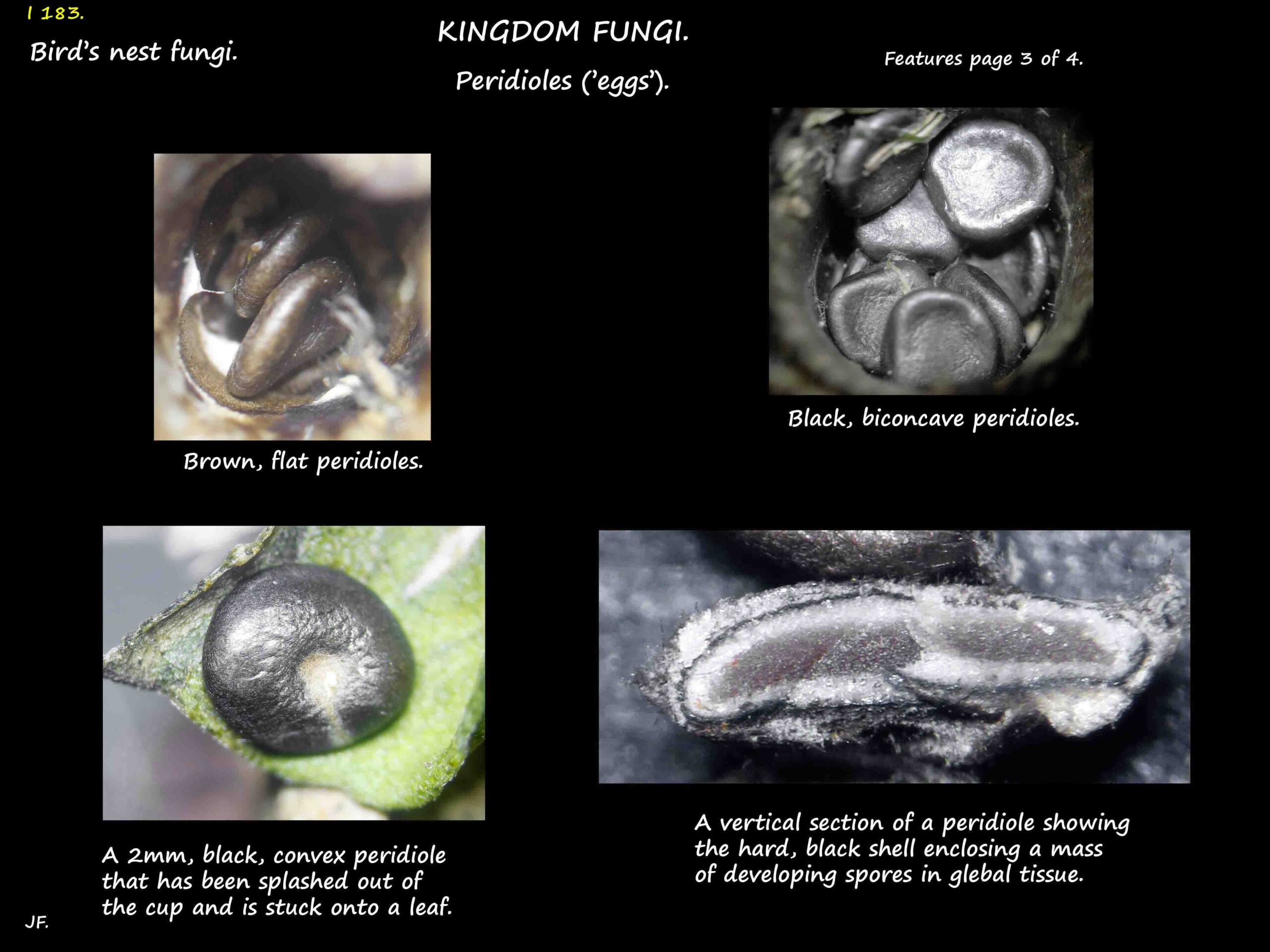 3 Bird's nest fungi peridioles