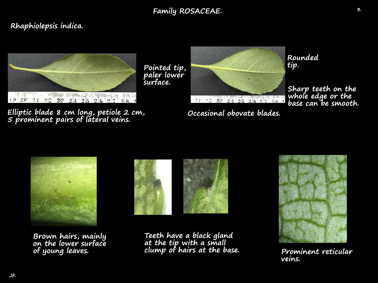 3 Black glandular teeth on Rhaphiolepsis leaves
