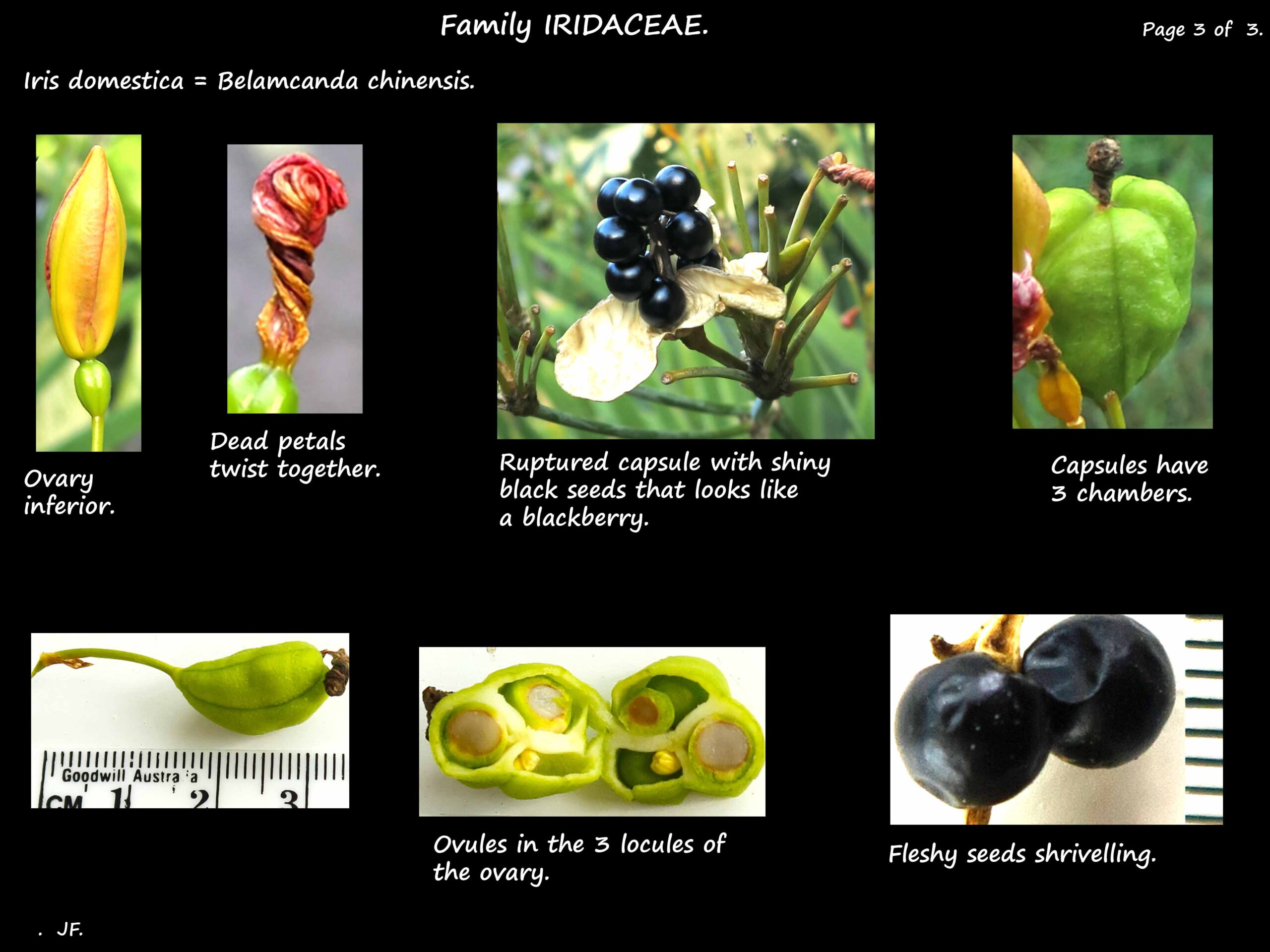 3 Blackberry lily ovary & fruit