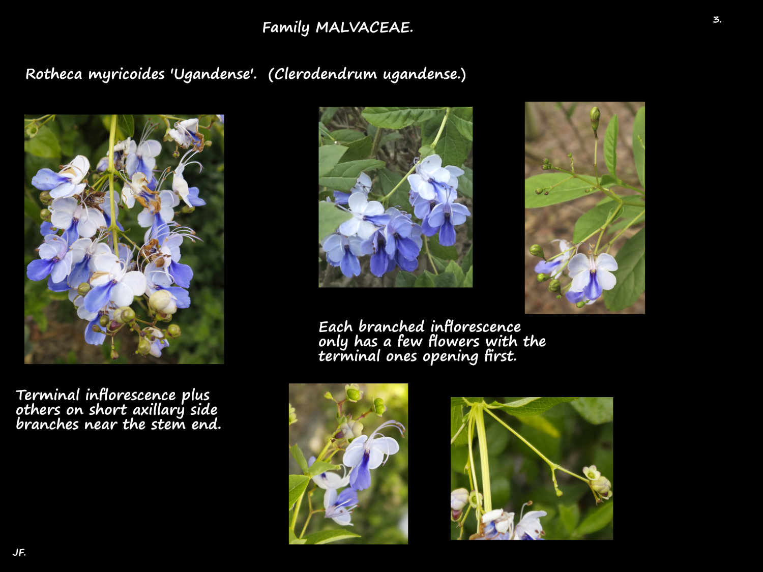 3 Blue Butterfly inflorescences