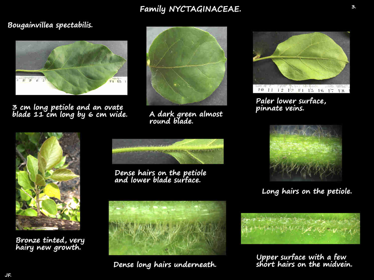 3 Bougainvillea spectabilis leaf hairs