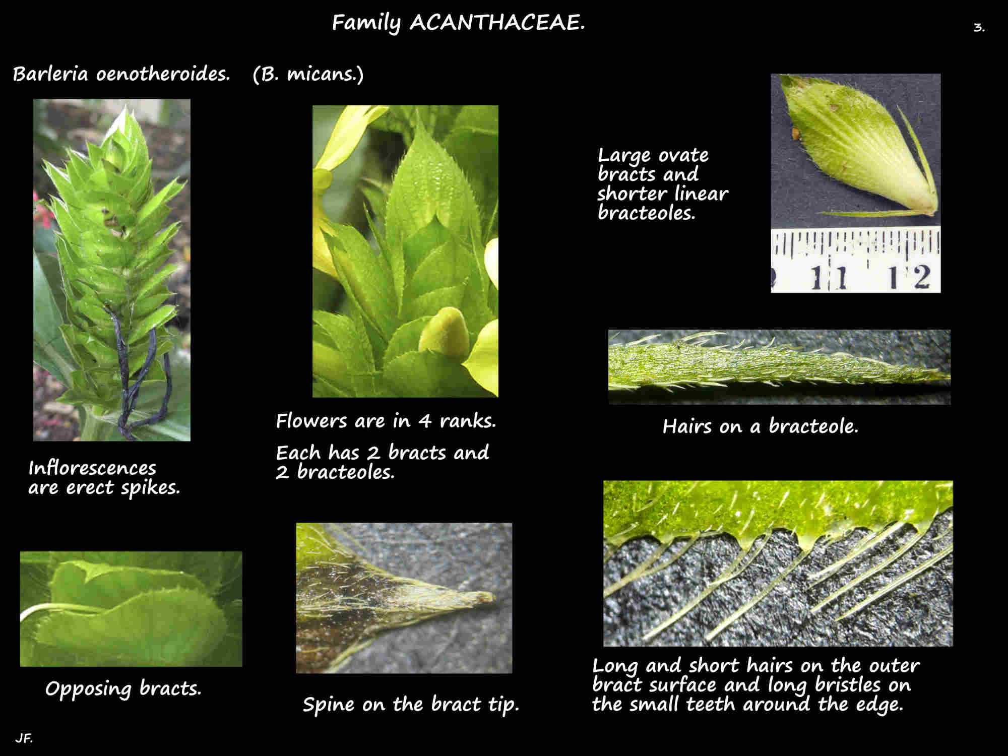 3 Bracts & bracteoles of Barleria micans flowers