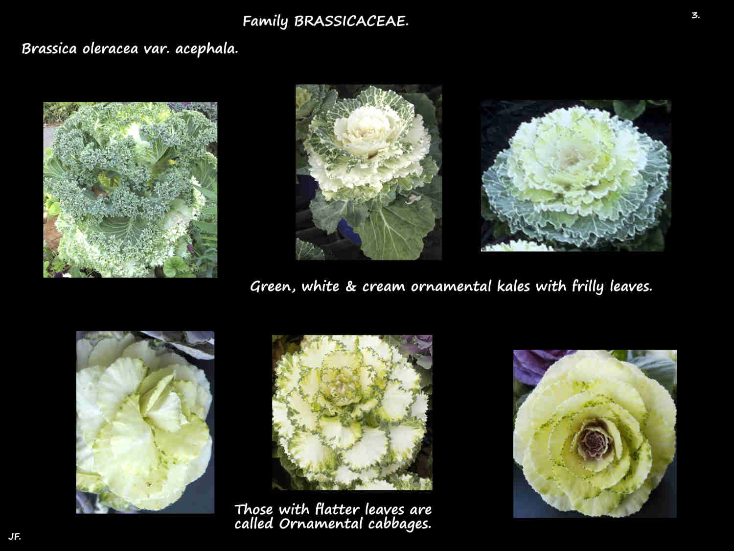 3 Brassica oleracea var. acephala