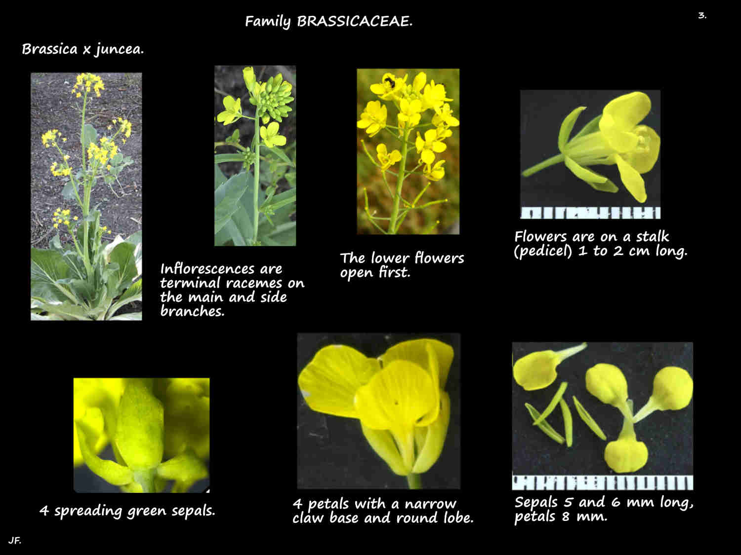 3 Brassica x juncea flowers