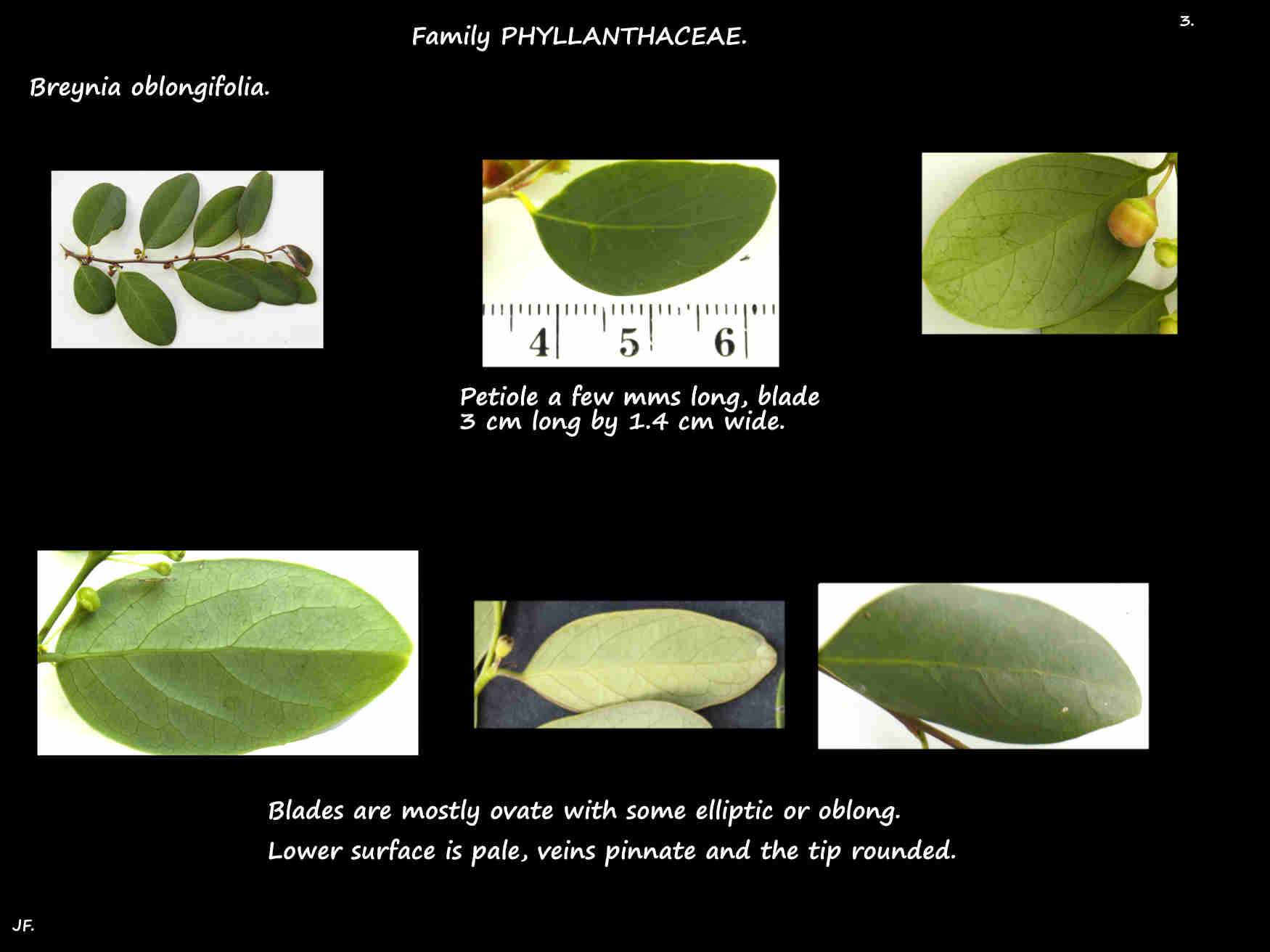 3 Breynia oblongifolia leaves
