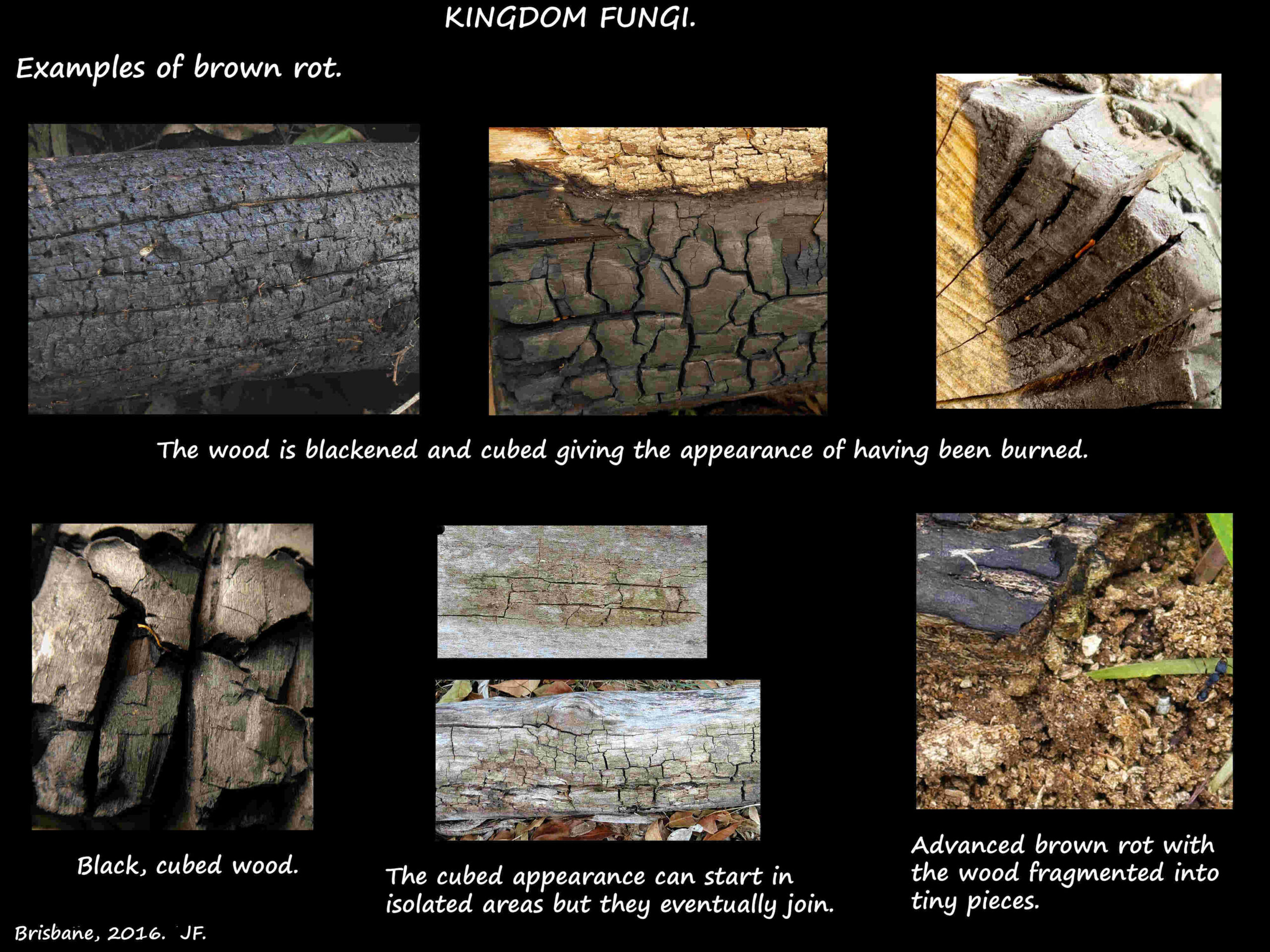 3 Brown wood rot