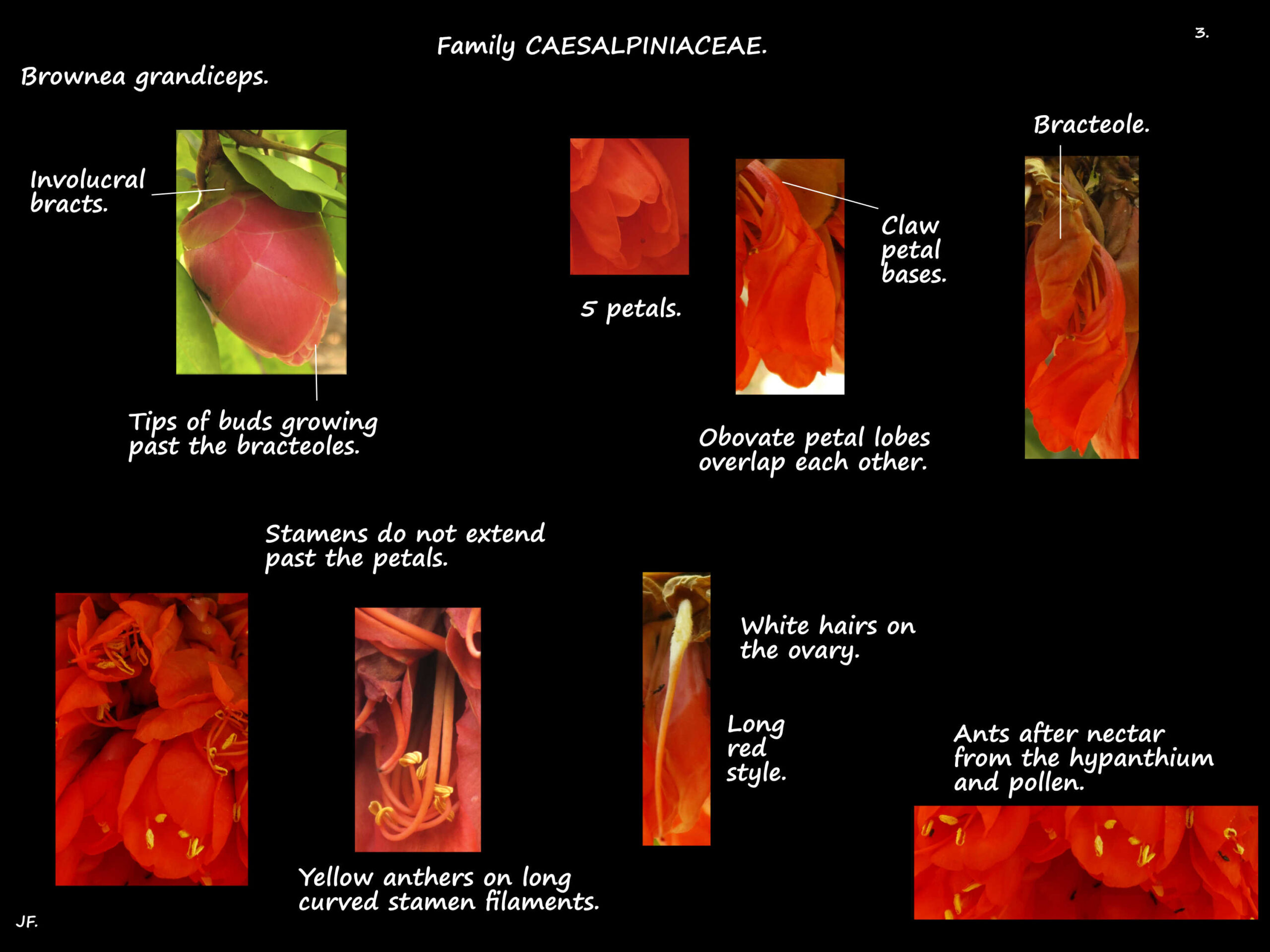 3 Brownea grandiceps flowers