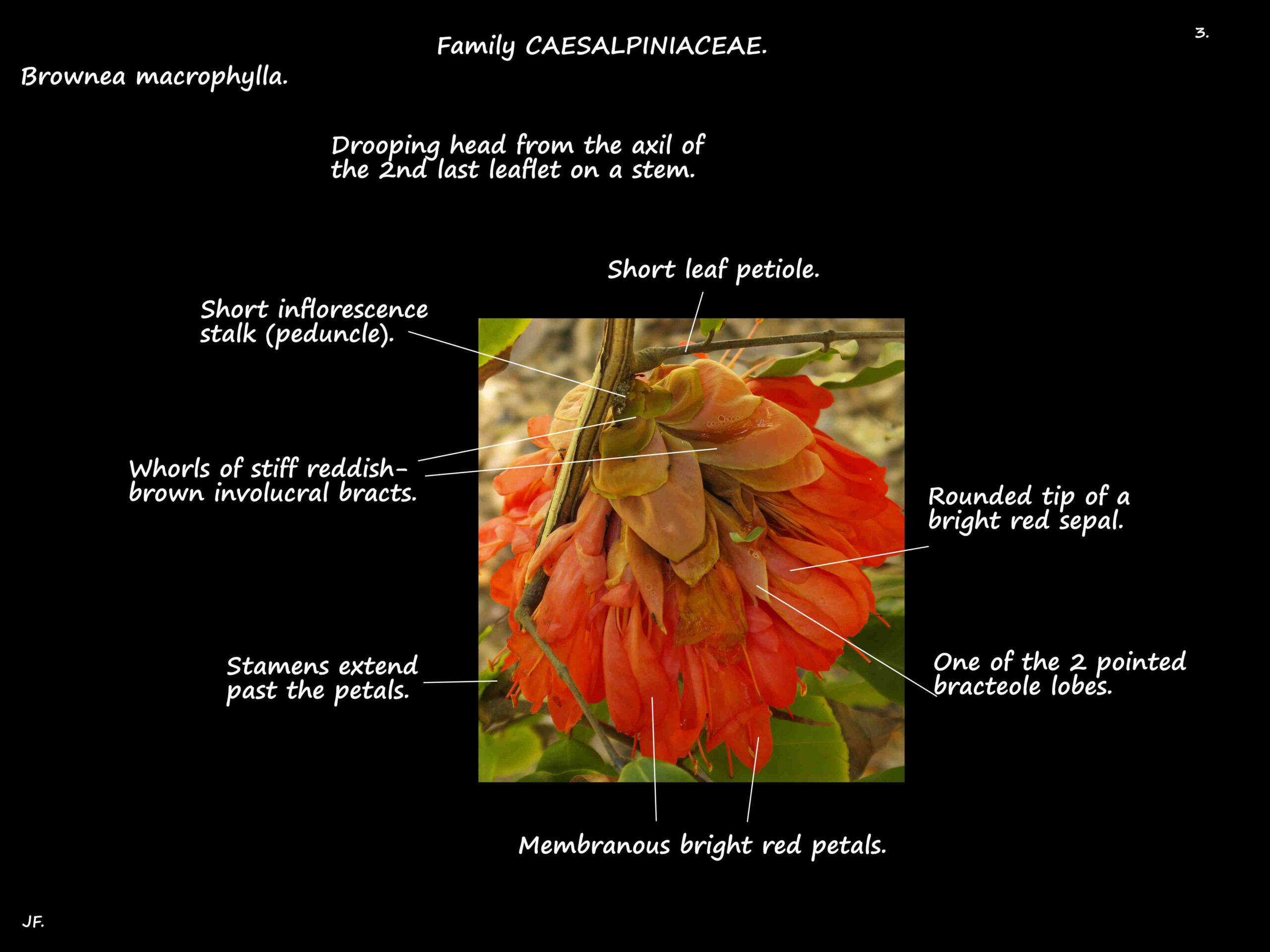 3 Brownea macrophylla bracts & bracteoles