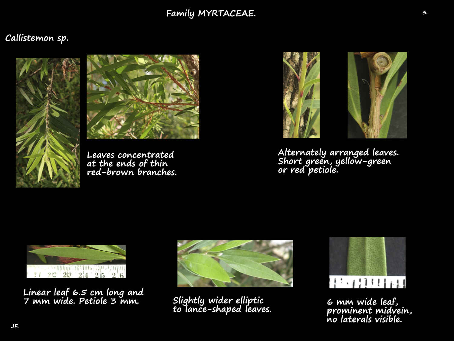 3 Callistemon leaves