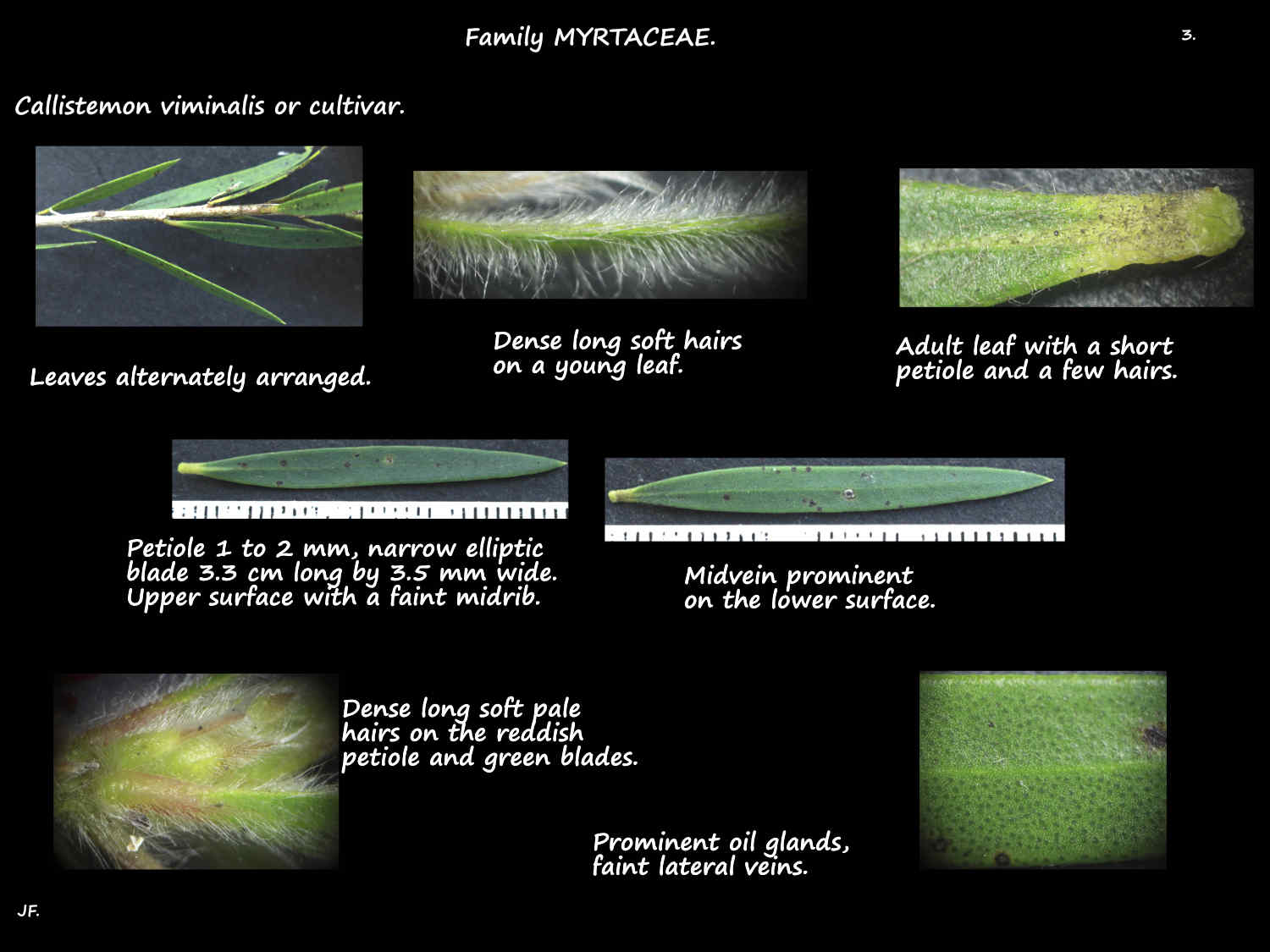 3 Callistemon viminalis leaves