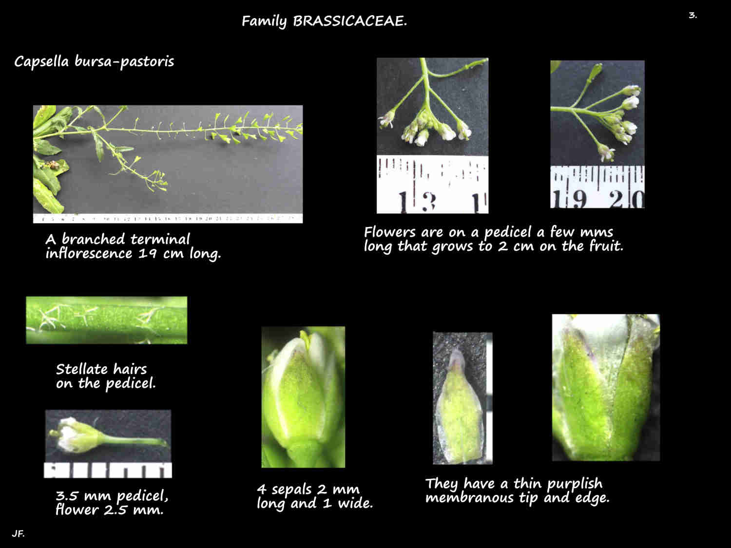 3 Capsella inflorescences & sepals