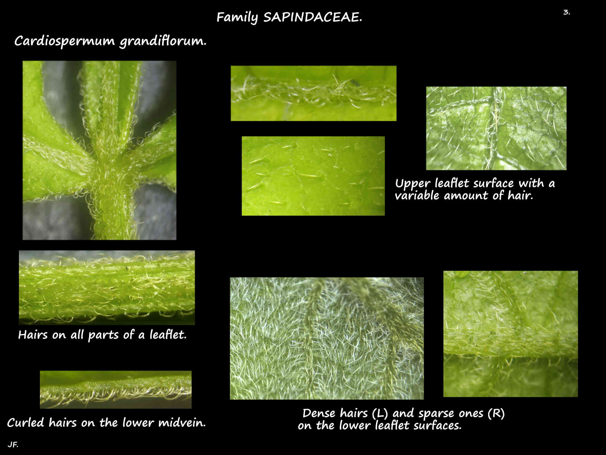 3 Cardiospermum grandiflorum leaf hairs