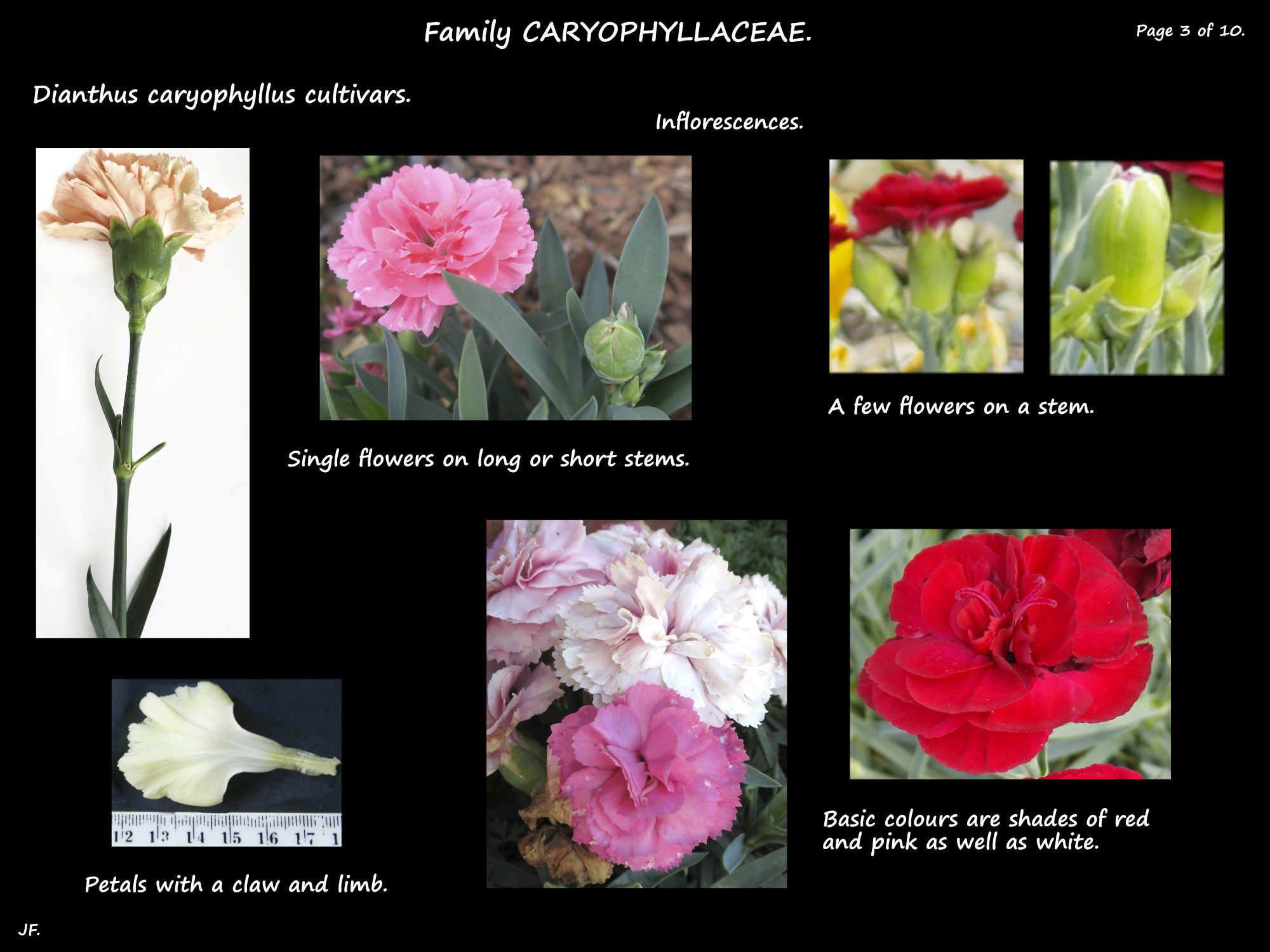 3 Carnation flowers