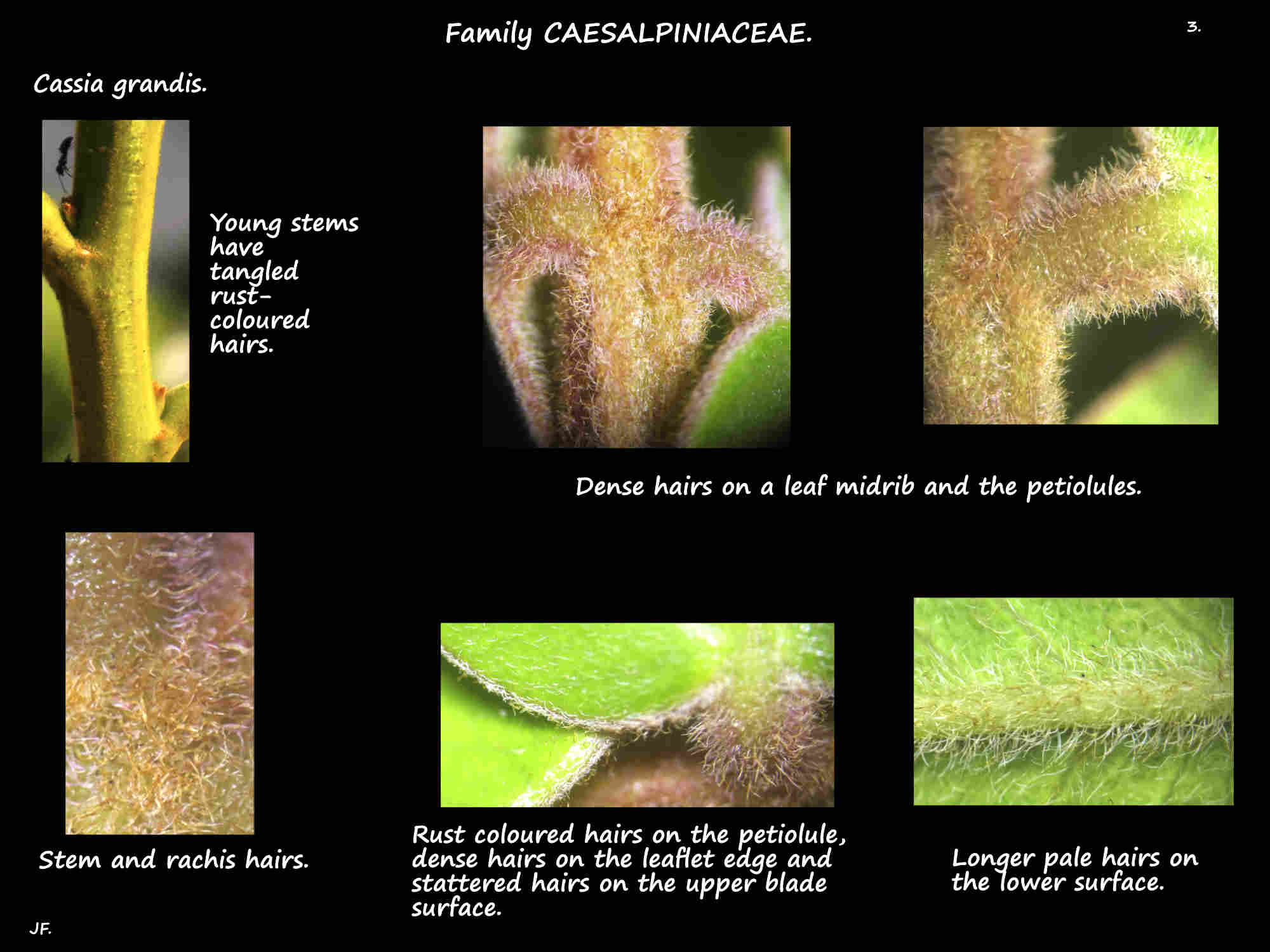 3 Cassia grandis leaf & stem hairs