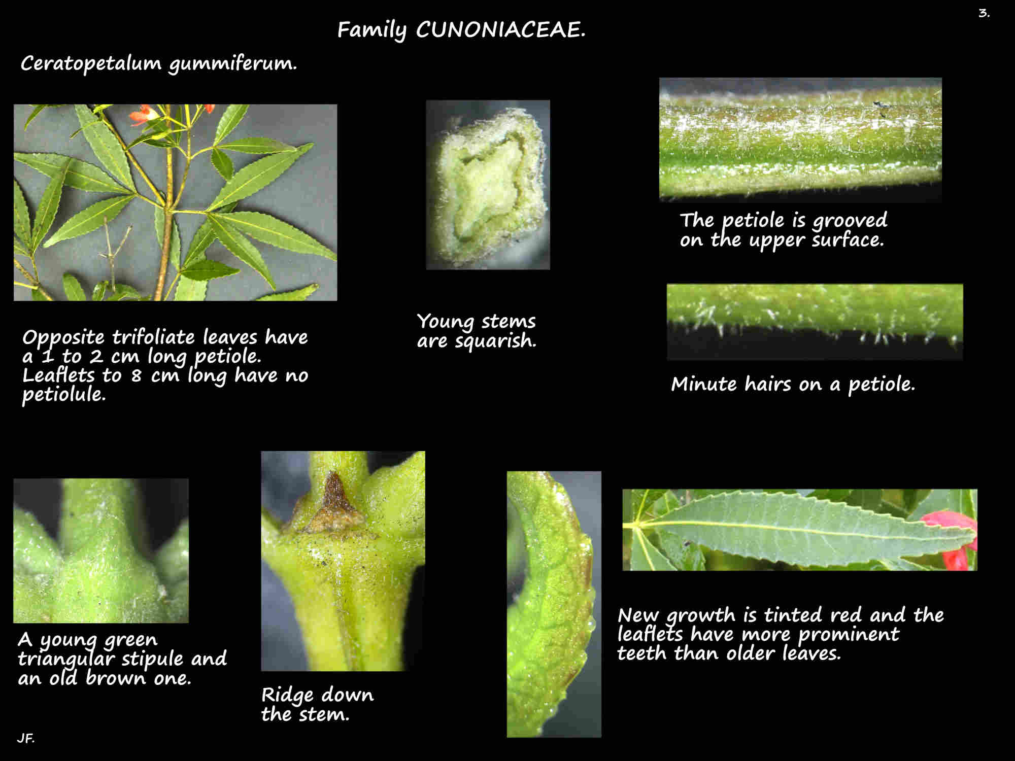 3 Ceratopetalum gummiferum trifoliate leaves