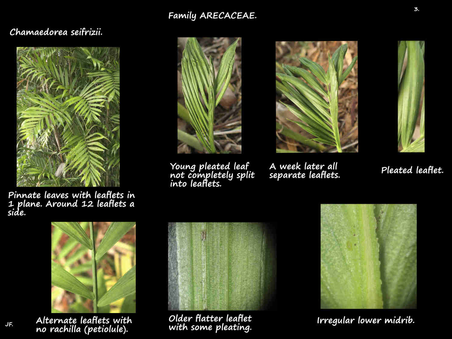 3 Chamaedorea seifrizii leaves