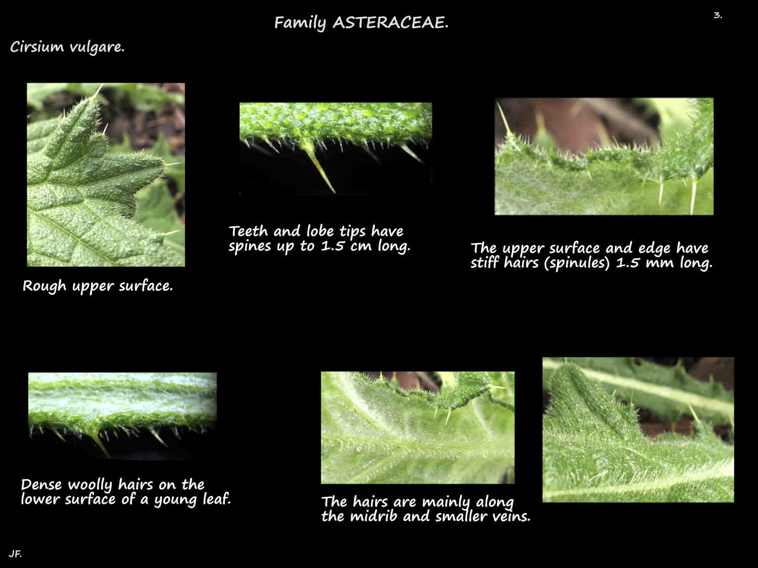 3 Cirsium vulgare leaf hairs, spines & spinules