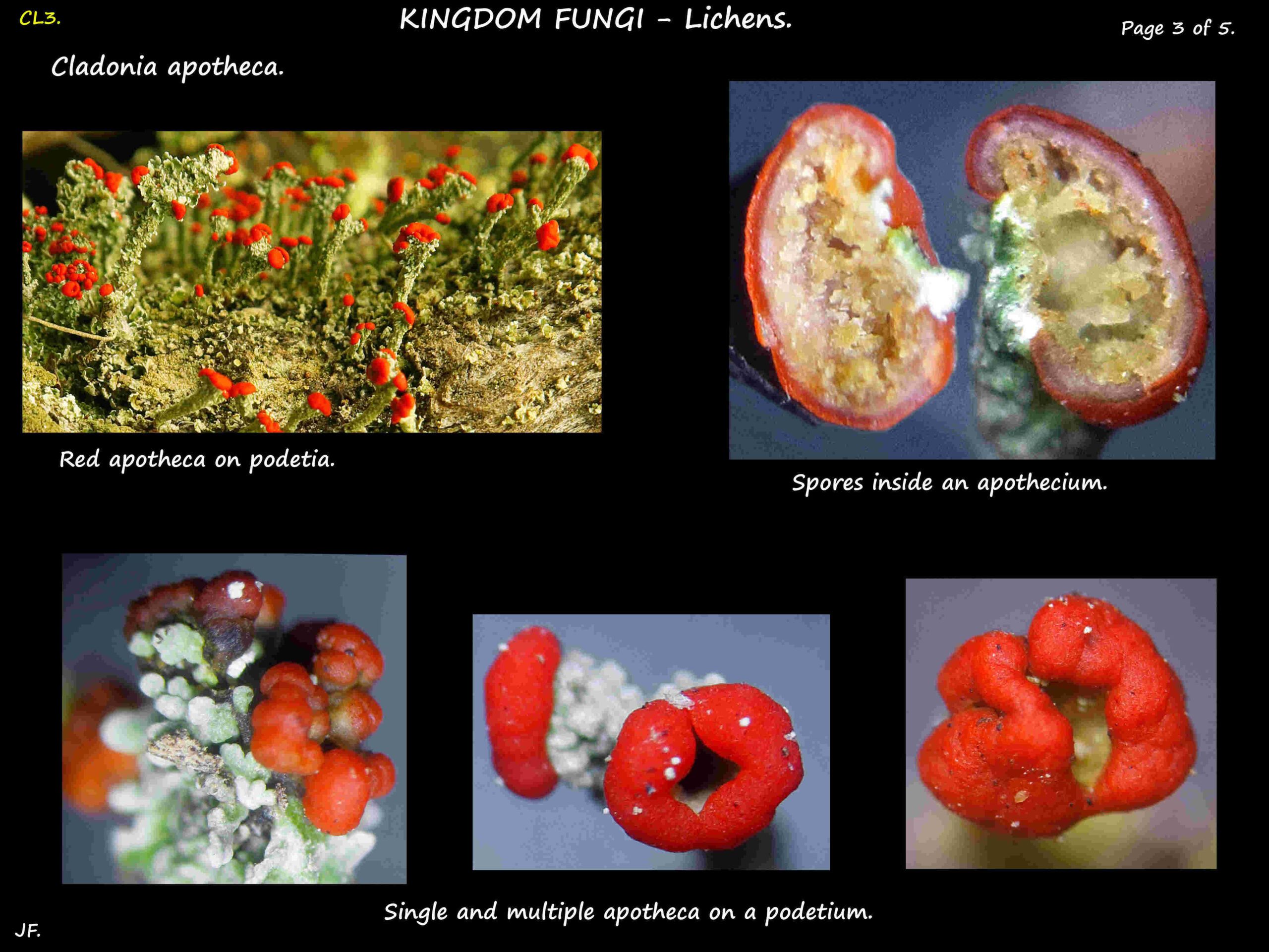 3 Cladonia apotheca & their spores