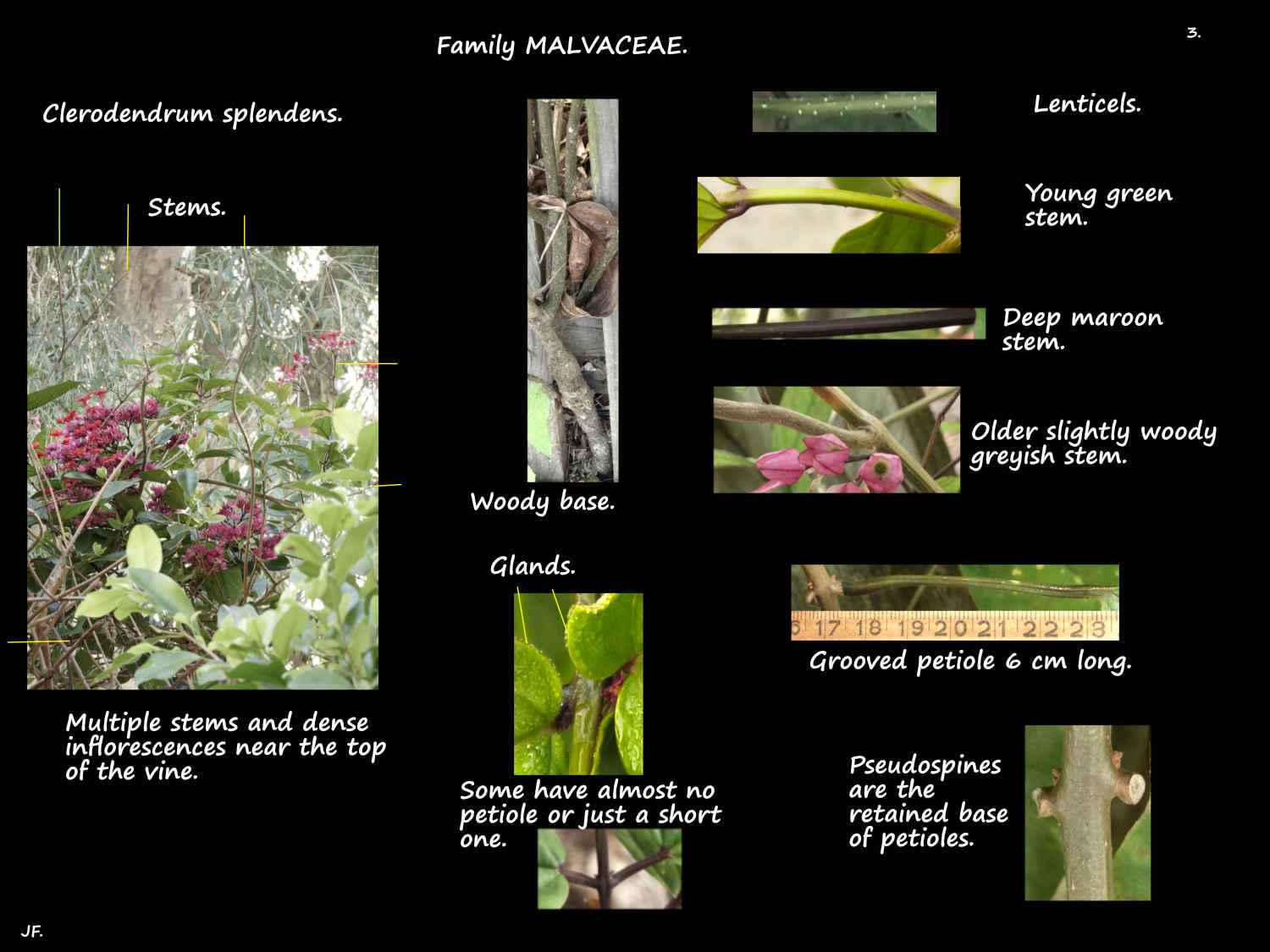 3 Clerodendrum splendens pseudospines