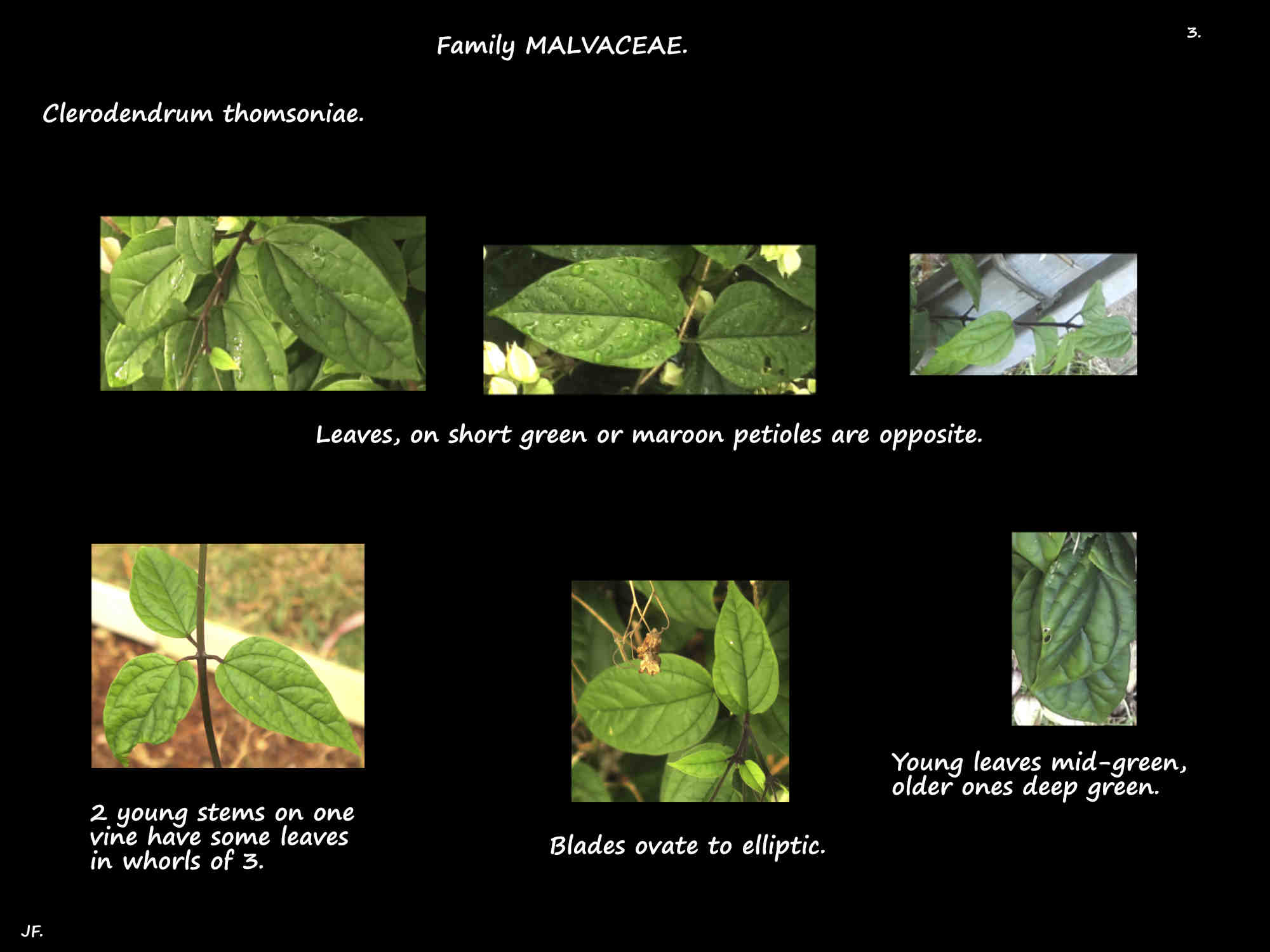 3 Clerodendrum thomsoniae leaves
