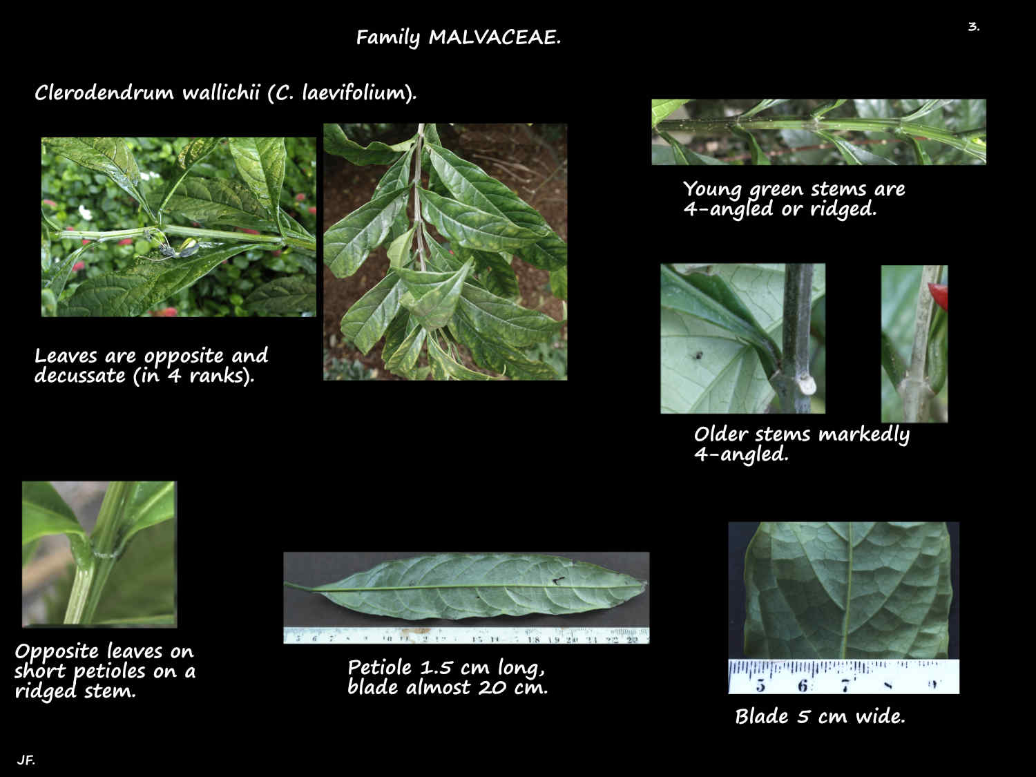 3 Clerodendrum wallichii leaves
