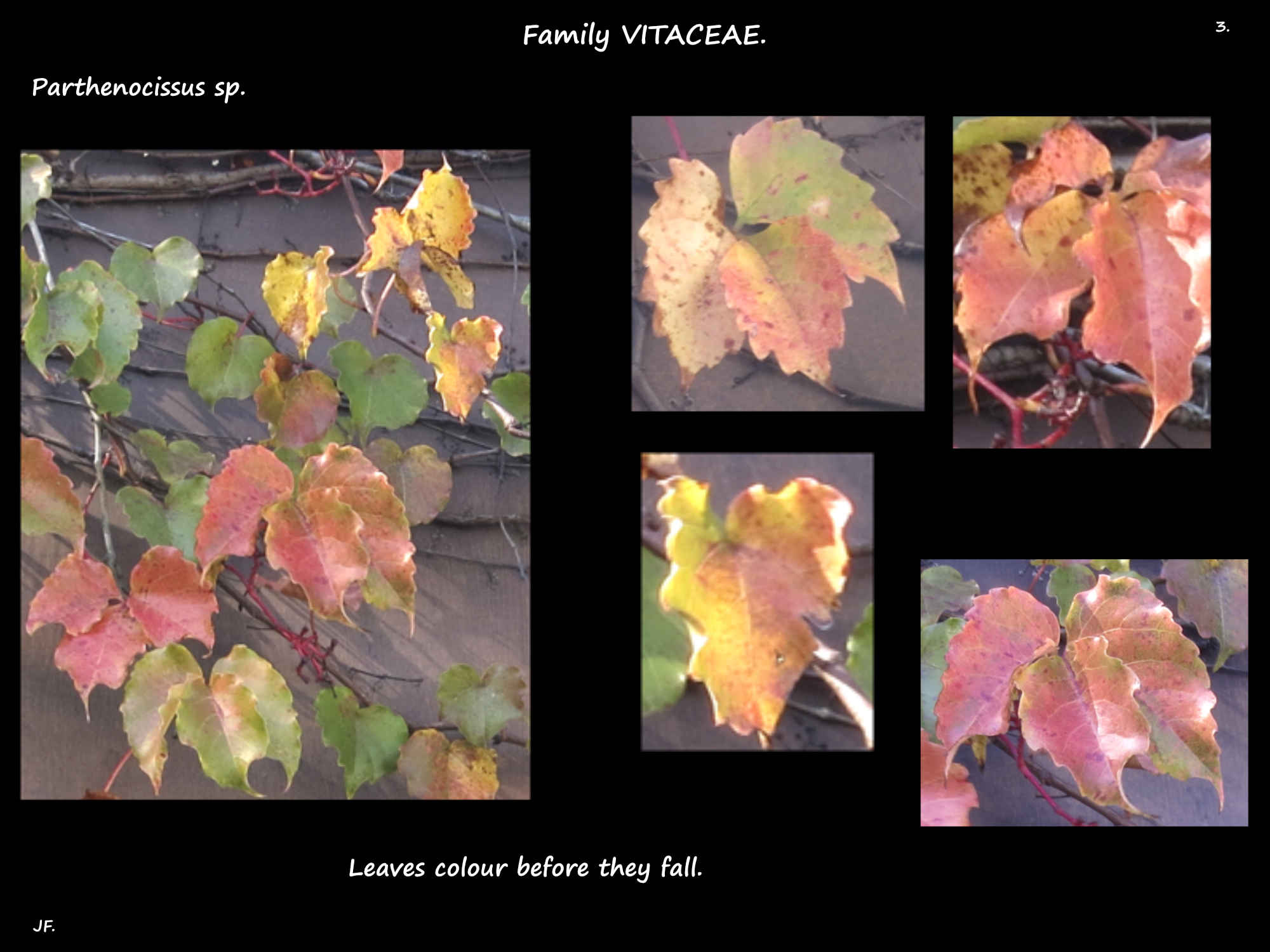 3 Colour changes in the leaves of a Parthenocissus vine