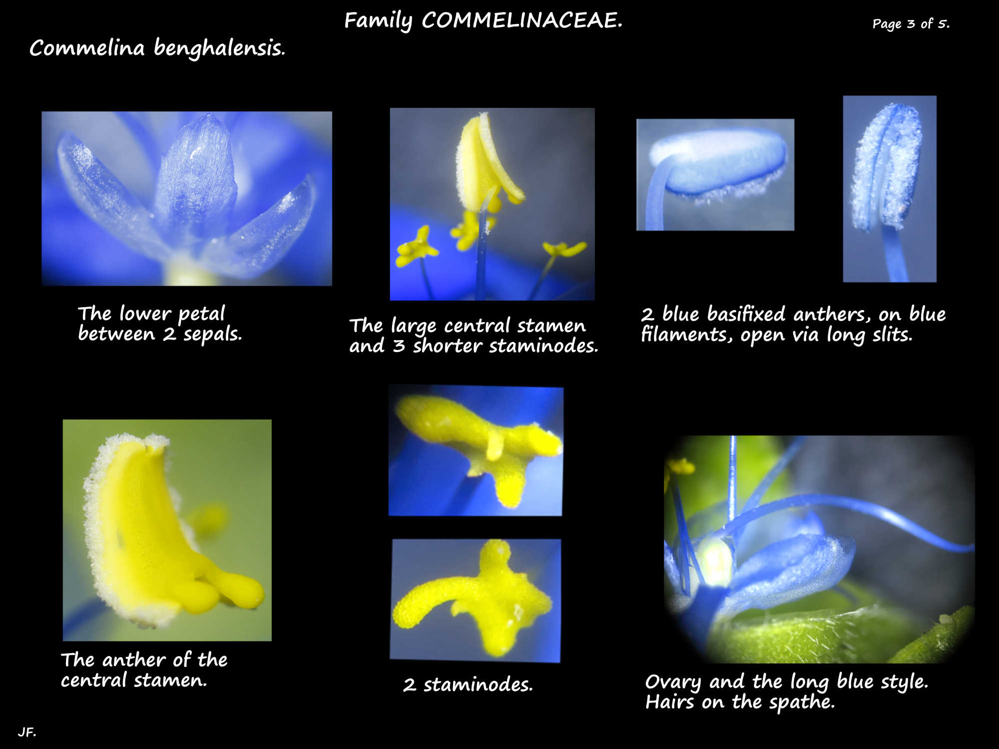 3 Commelina benghalensis stamens & staminodes