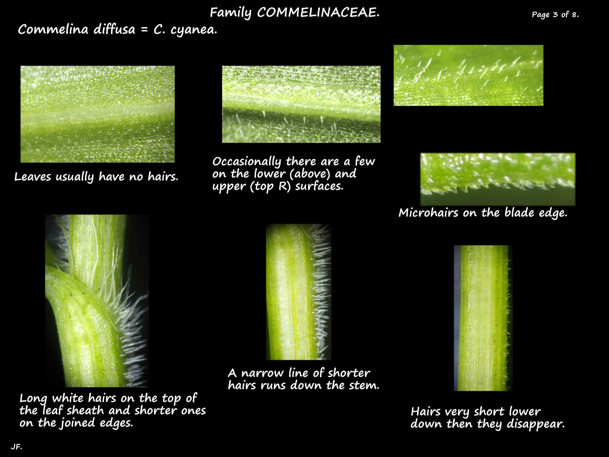 3 Commelina diffusa leaf hairs & the sheath