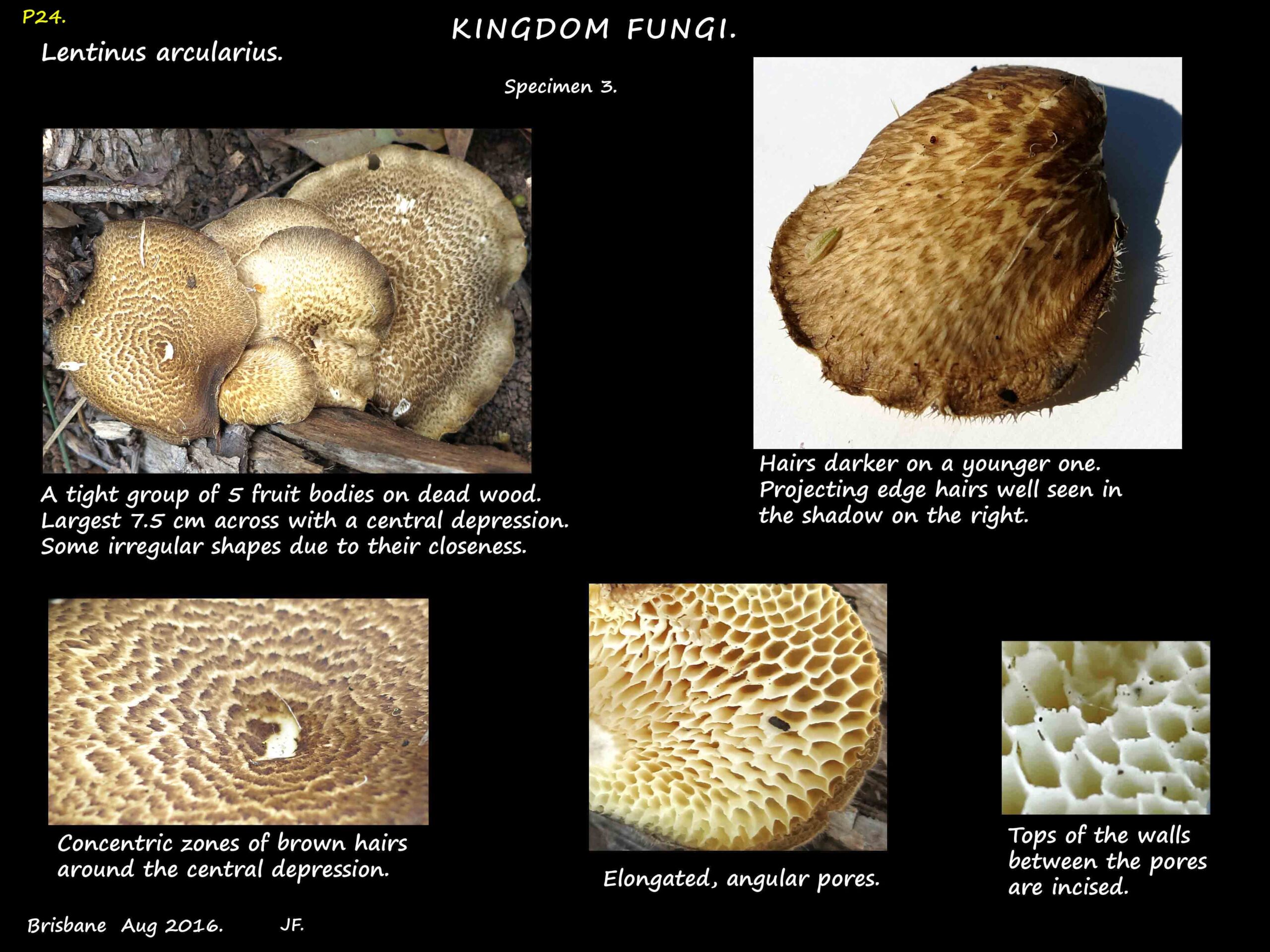3 Concentric rows of hairs on a Lentinus arcularius mushroom cap