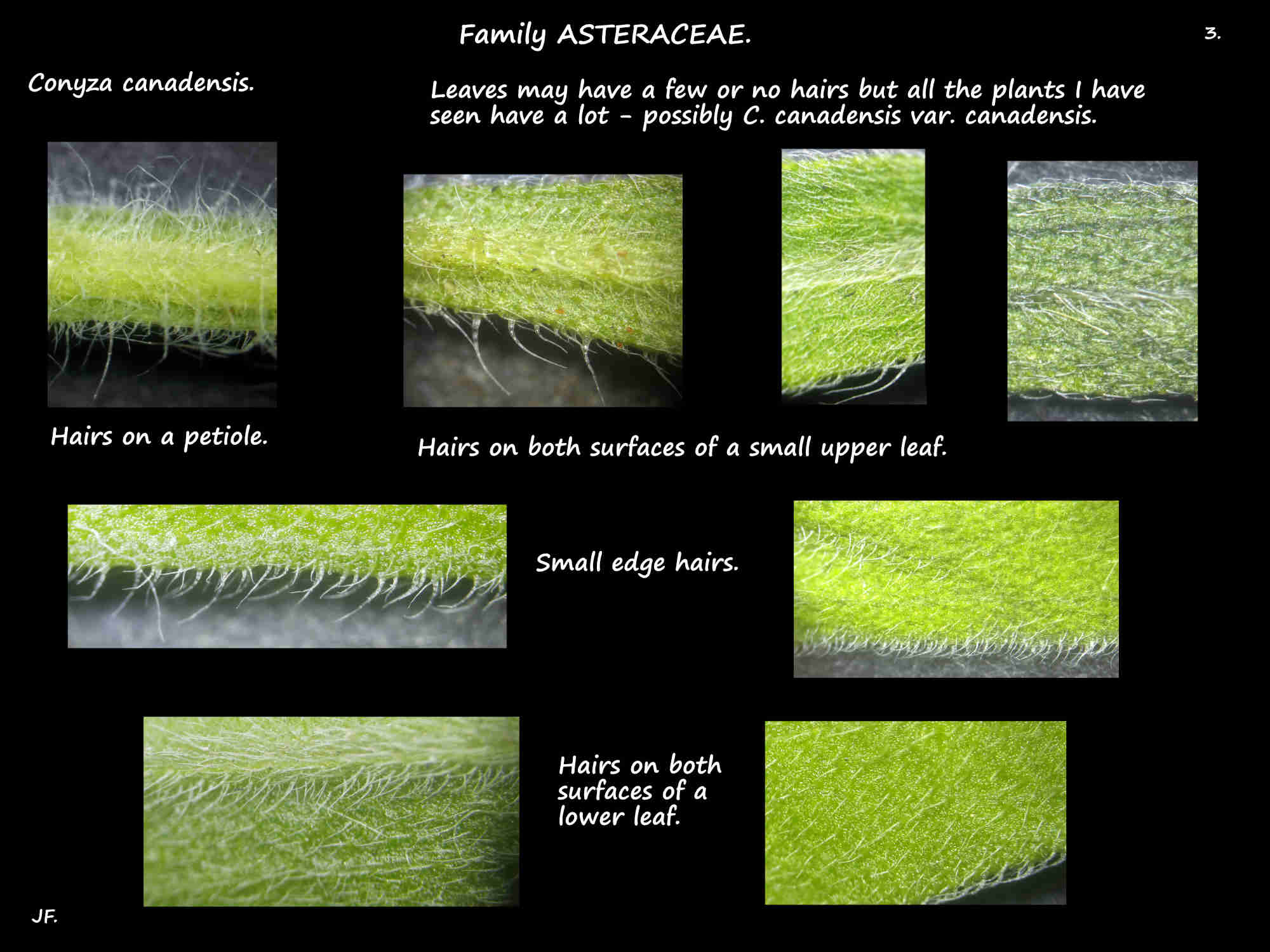 3 Conyza canadensis leaf hairs