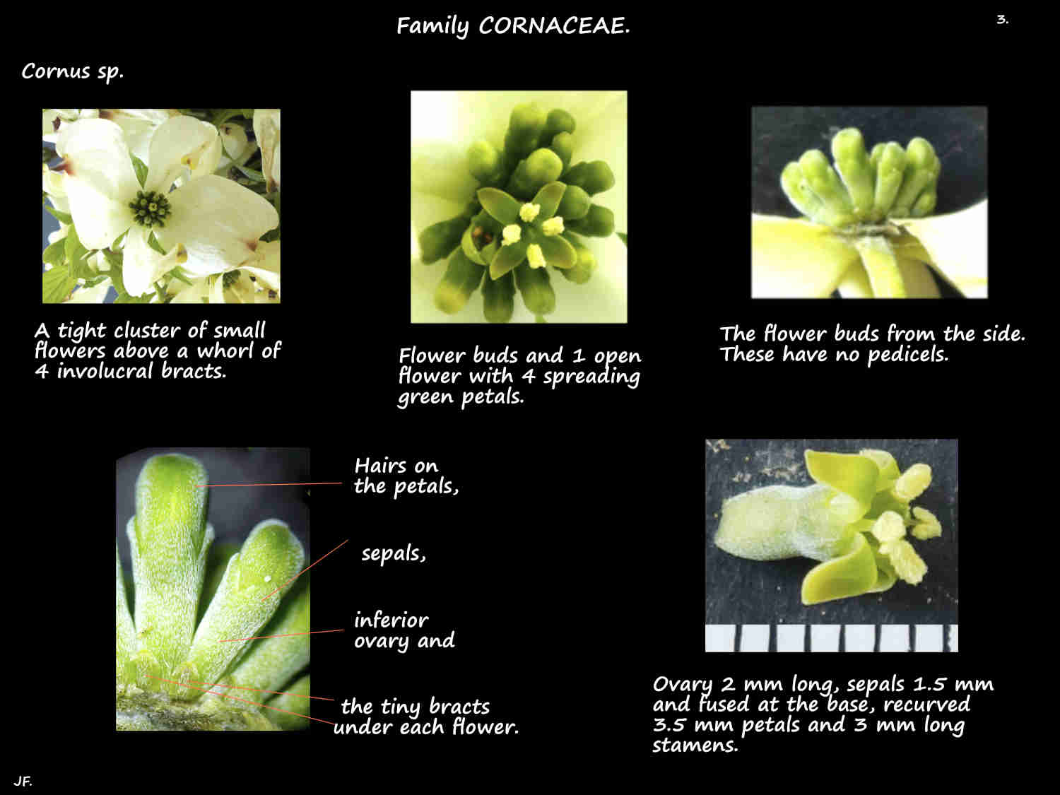 3 Cornus sepals & petals