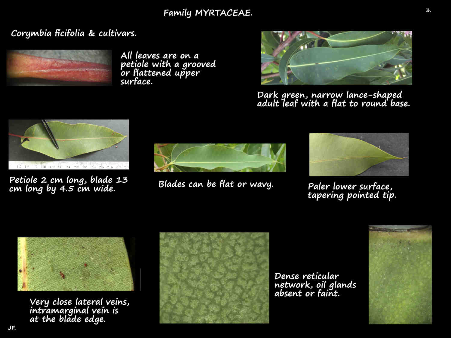 3 Corymbia ficifolia leaves