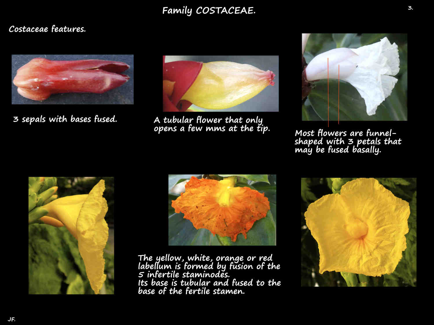 3 Costaceae flowers
