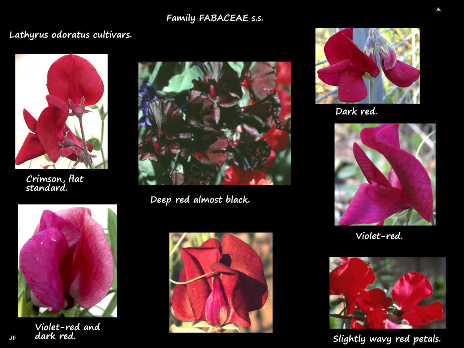 3 Crimson, red & red-violet Lathyrus odoratus cultivars