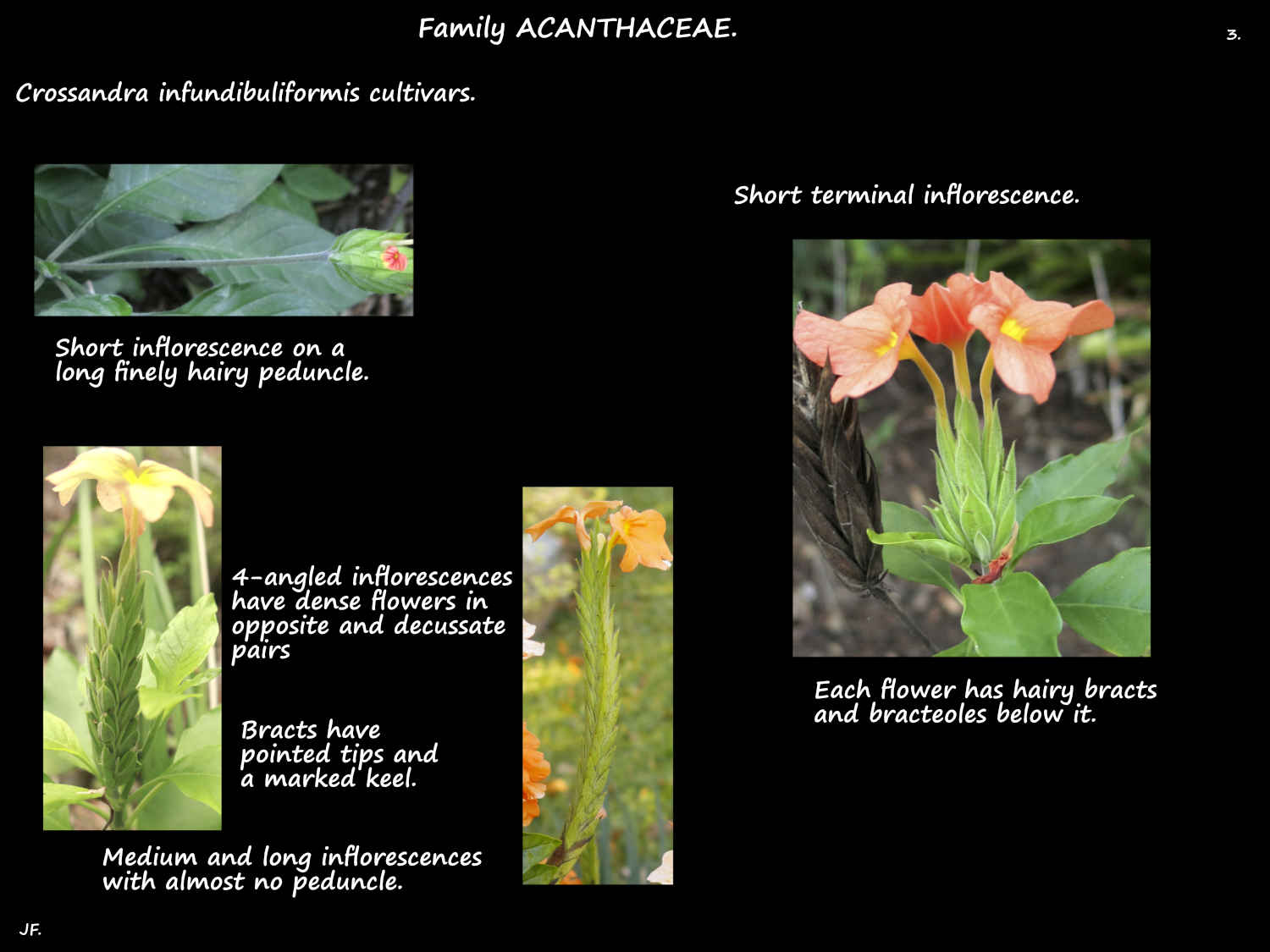 3 Crossandra inflorescences