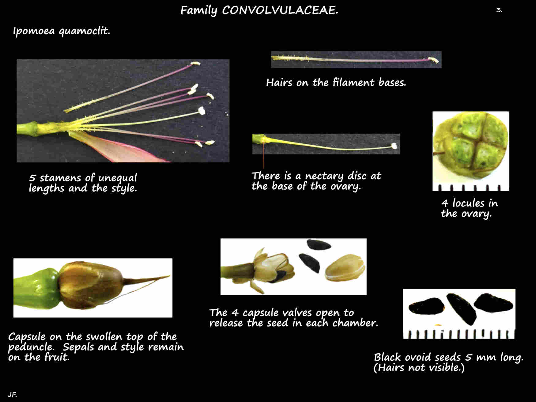 3 Cypress vine stamens, ovary, capsules & seeds