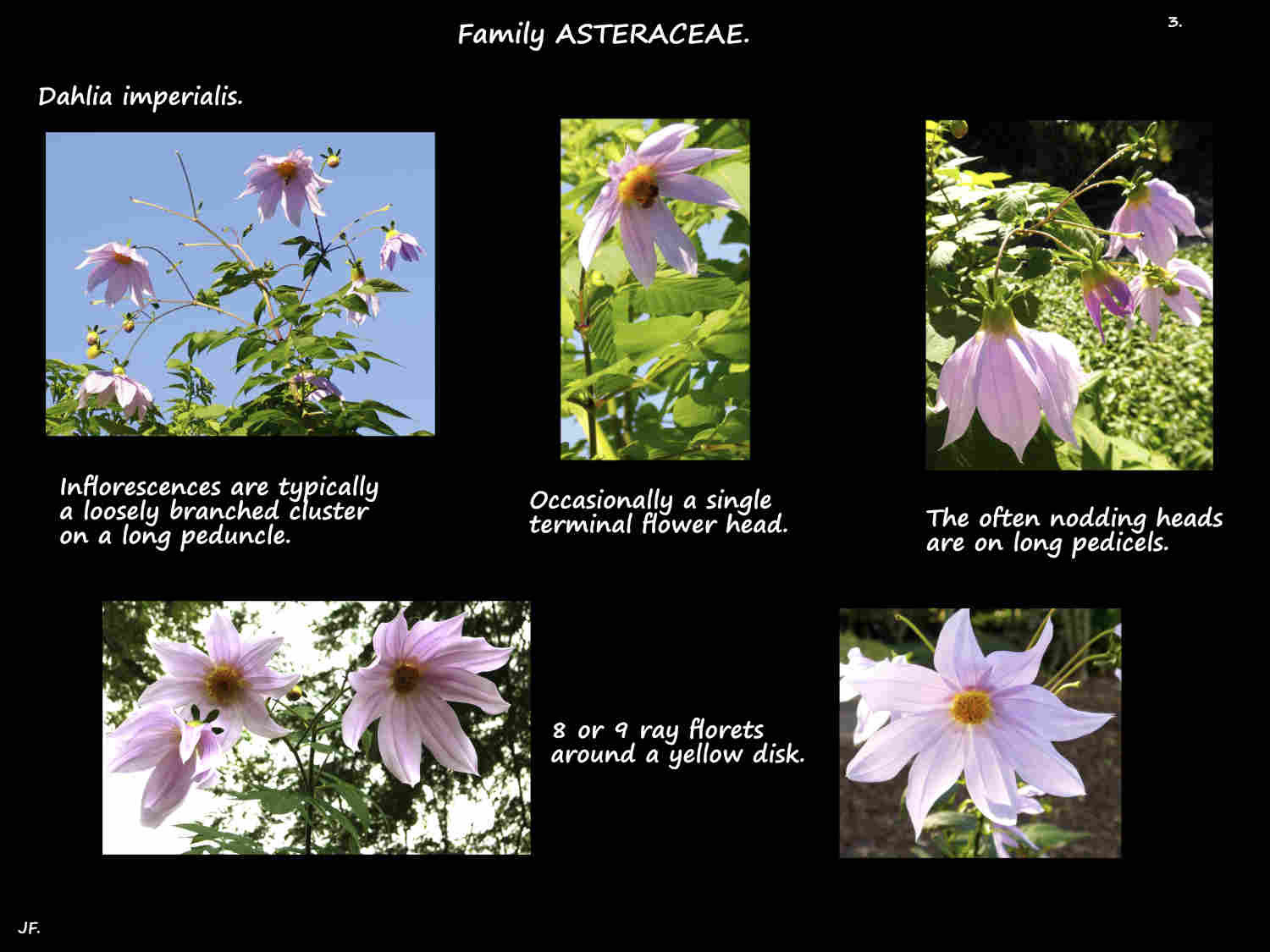 3 Dahlia imperialis flower heads