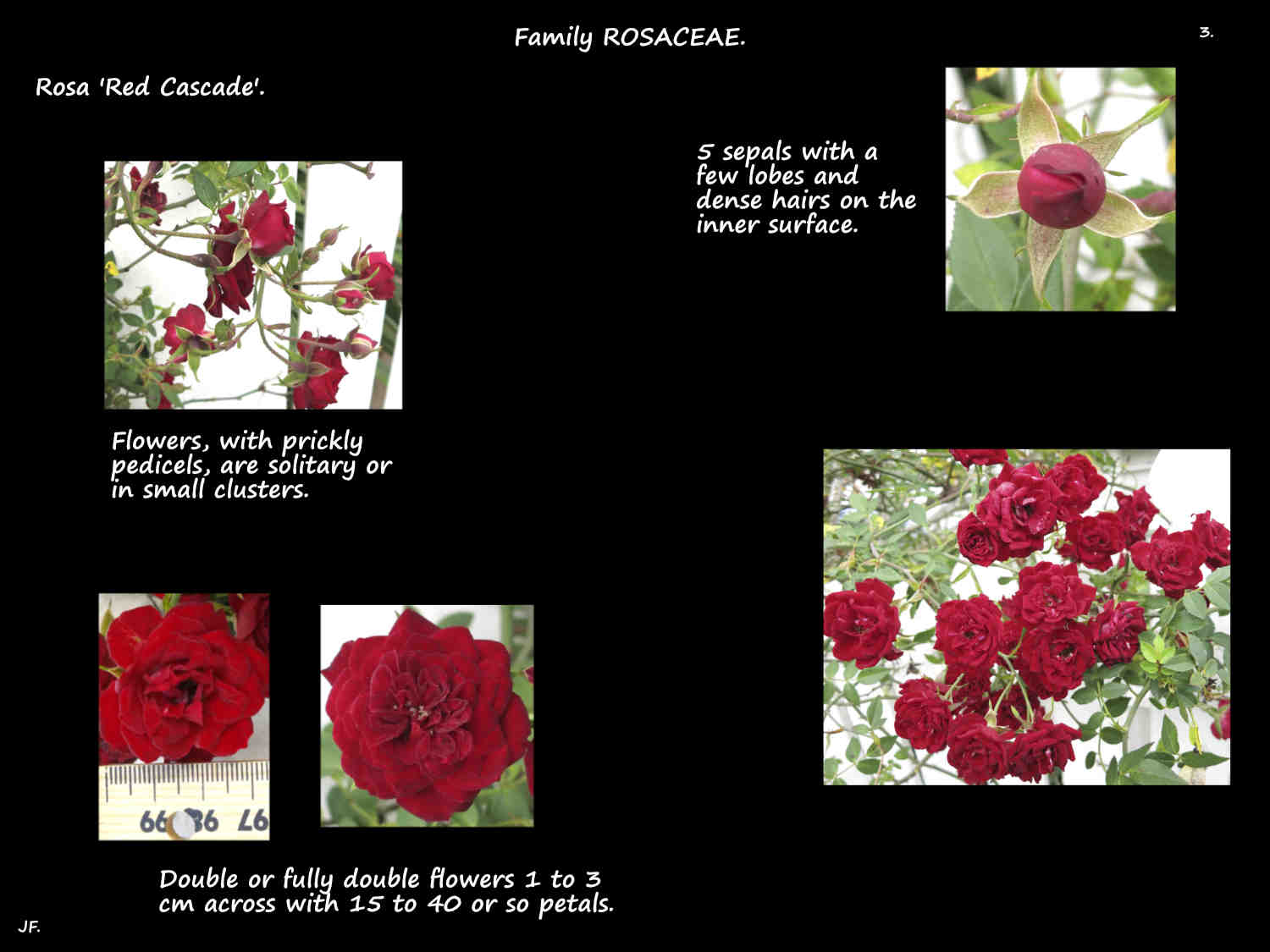 3 Deep red velvety Rosa 'Red Cascade' flowers