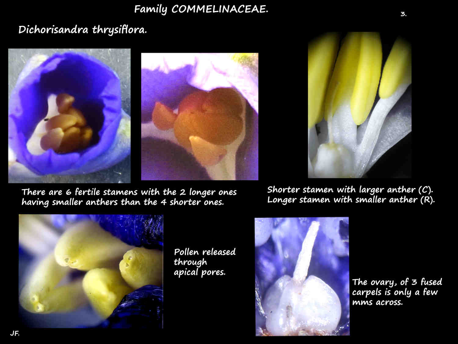 3 Dichorisandra thrysiflora stamens & ovary