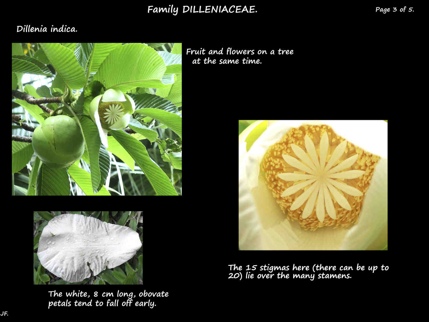 3 Dillenia indica stigmas & stamens