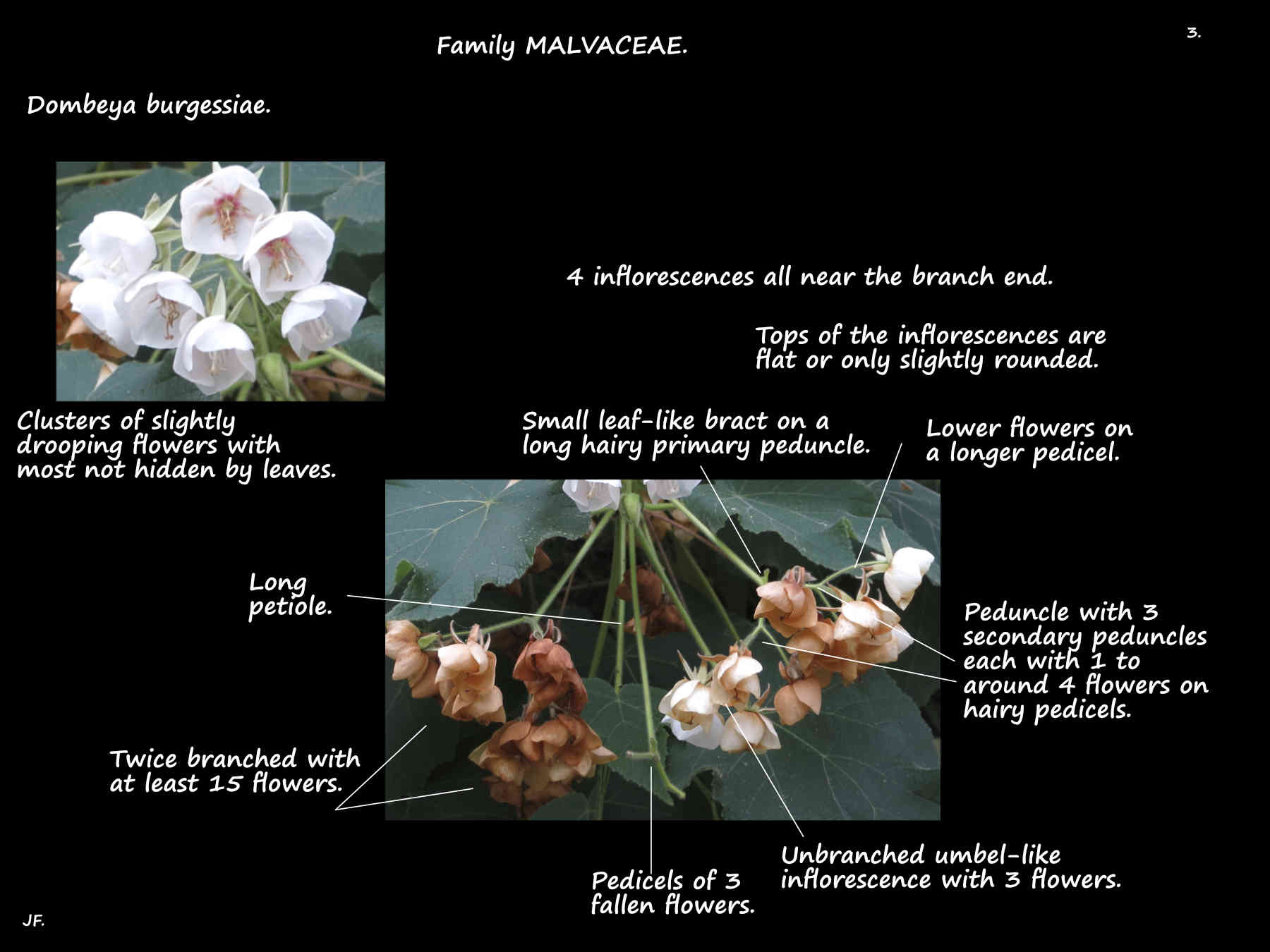 3 Dombeya burgessiae inflorescences