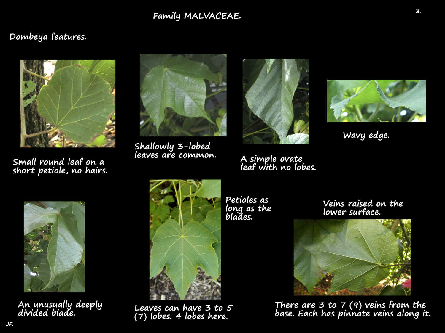 3 Dombeya leaf shapes