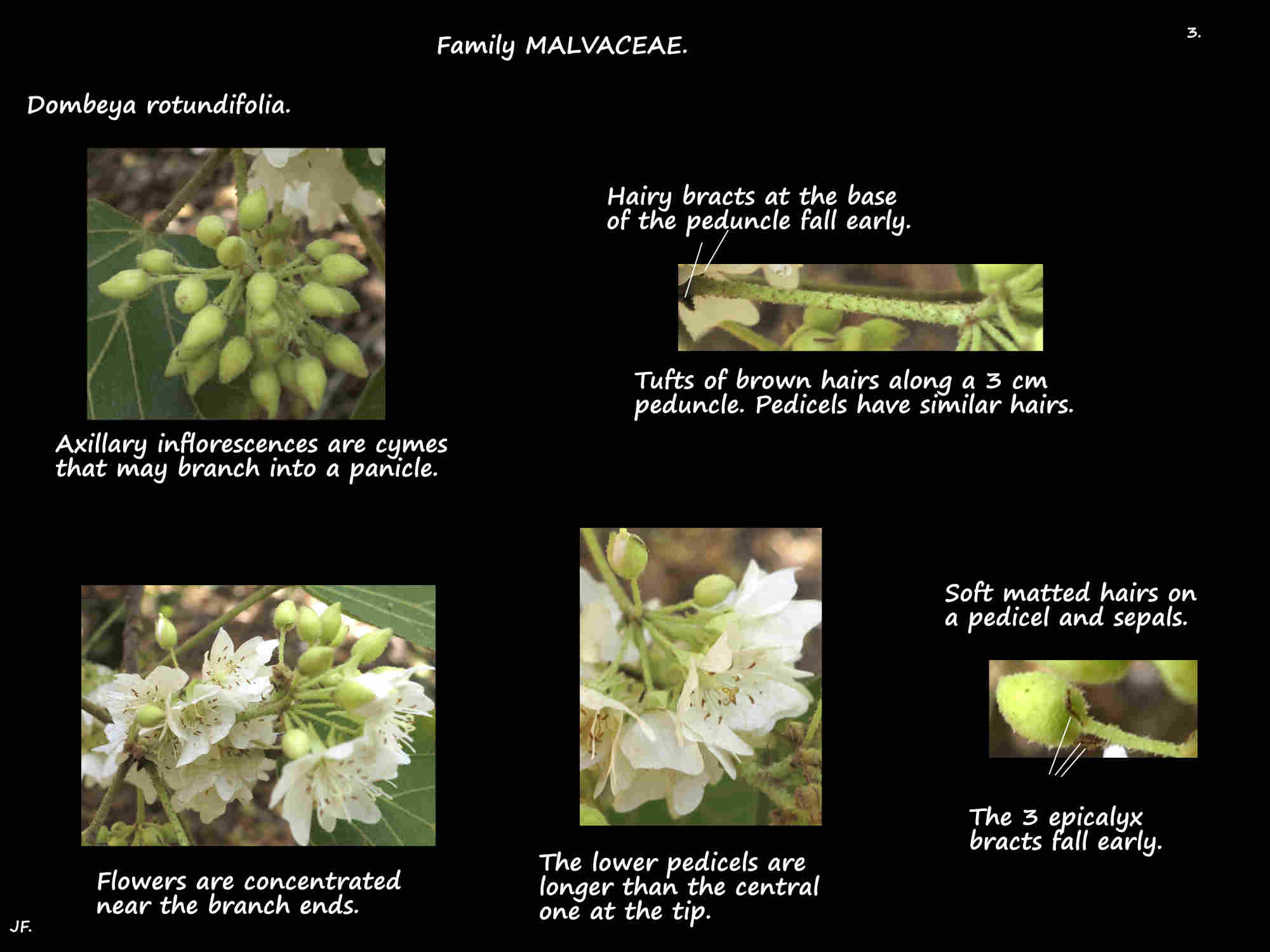 3 Dombeya rotundifolia inflorescences