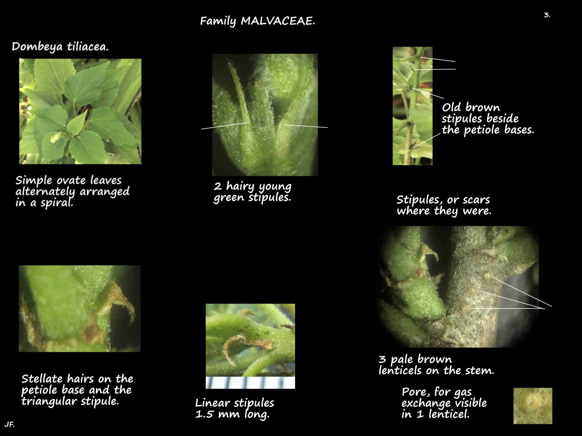 3 Dombeya tiliacea stilules