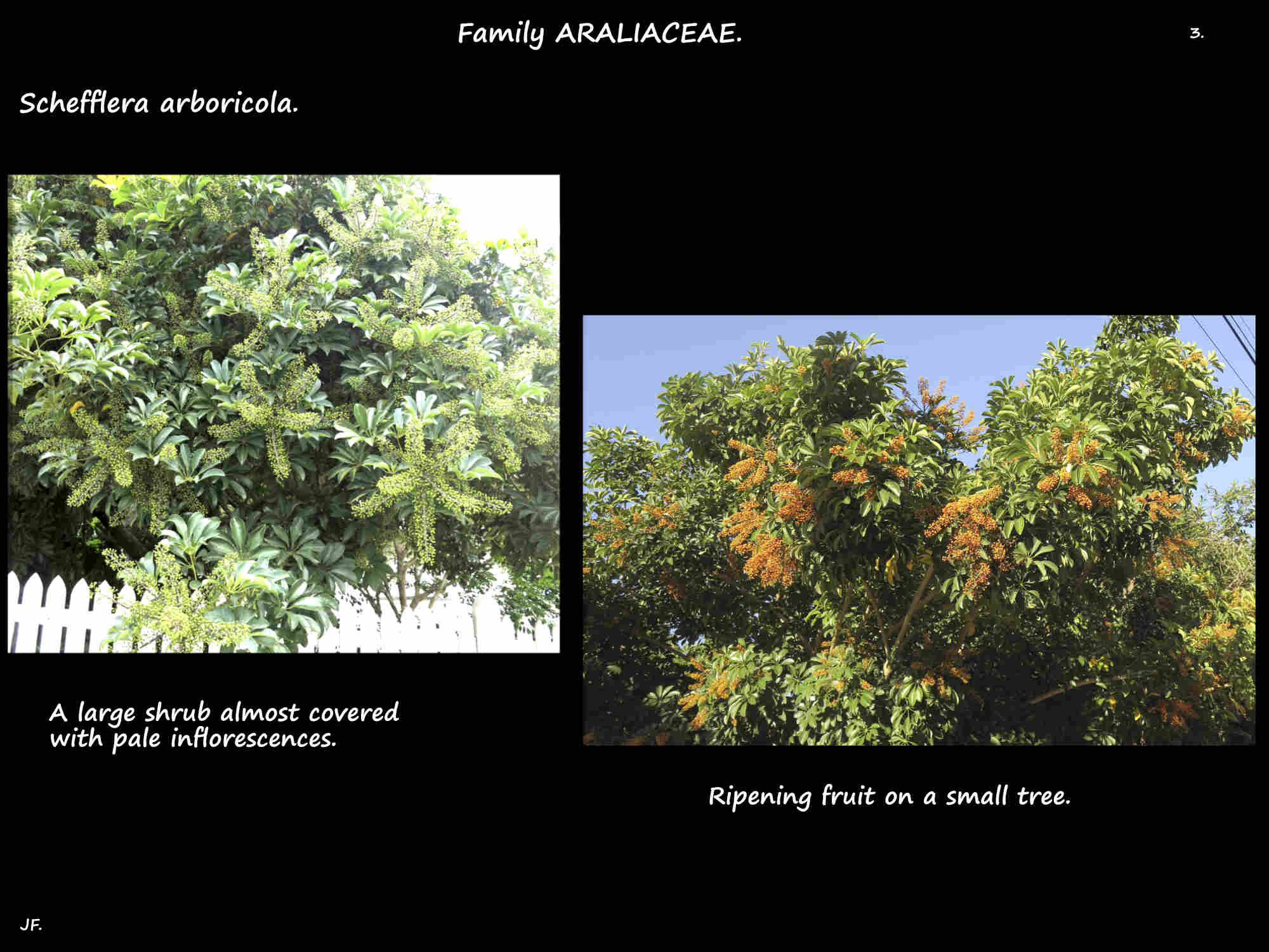 3 Dwarf umbrella trees covered in inflorescences & fruit