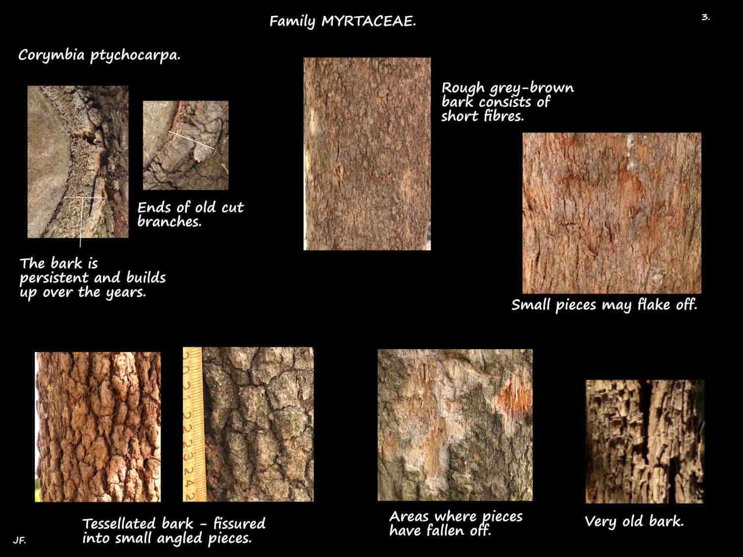 3 Eucalyptus ptychocarpa bark
