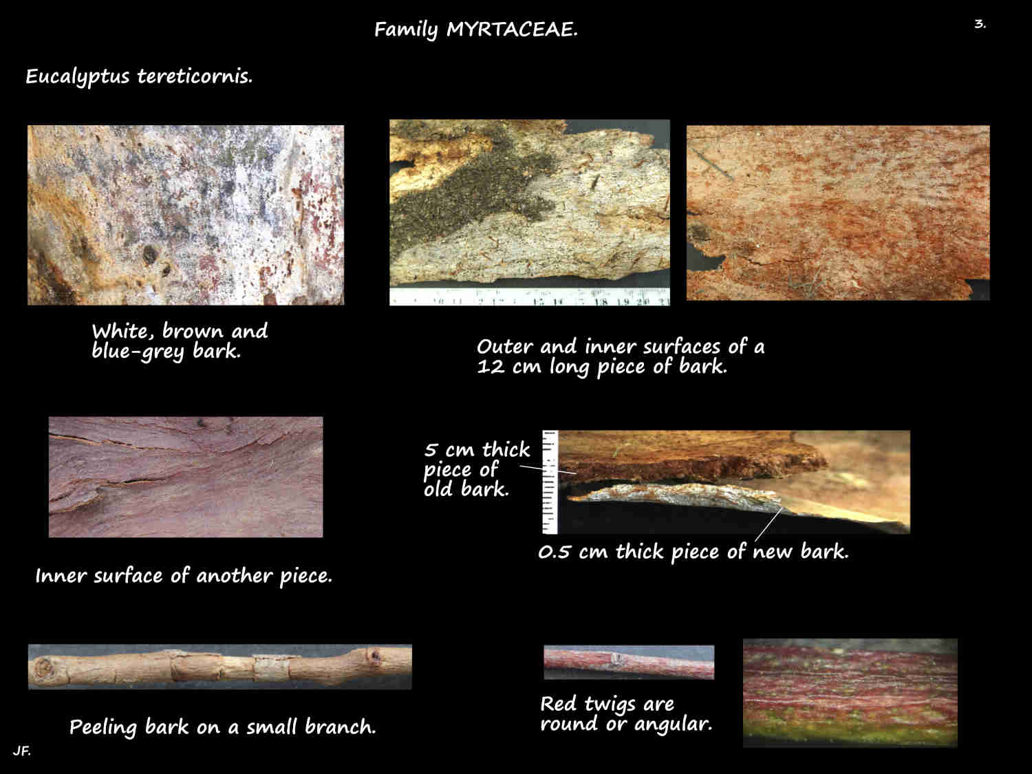 3 Eucalyptus tereticornis stems & bark