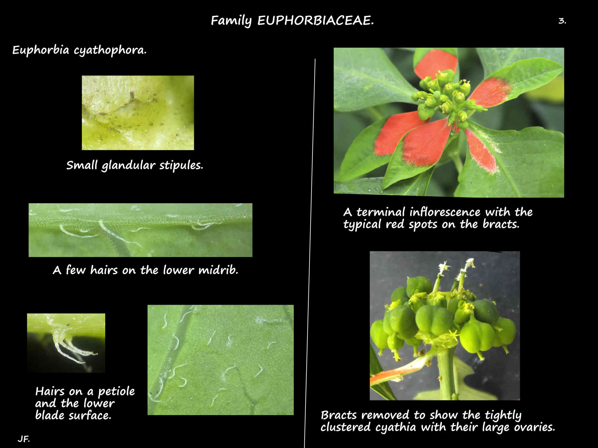3 Euphorbia cyathophora stipules, leaf hairs & terminal inflorescences