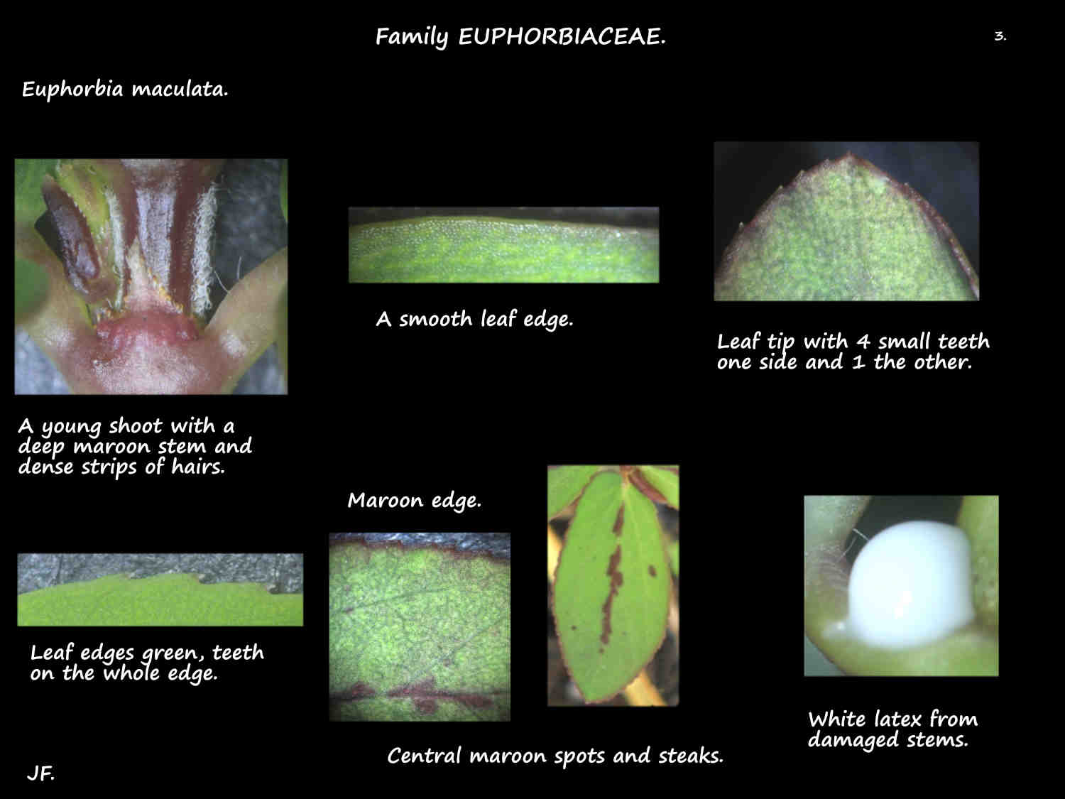 3 Euphorbia maculata leaf features
