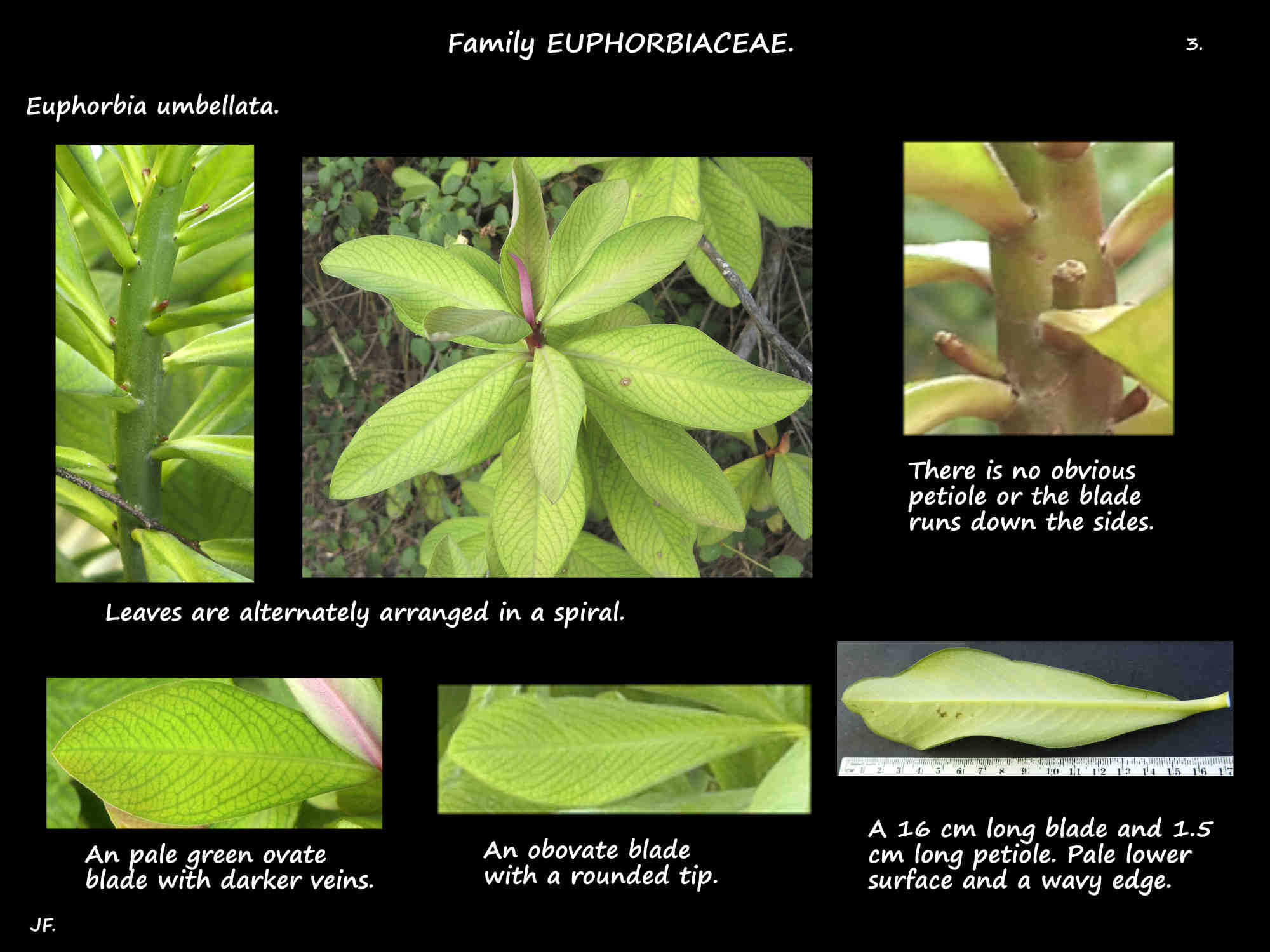 3 Euphorbia umbellata leaf shape & arrangement